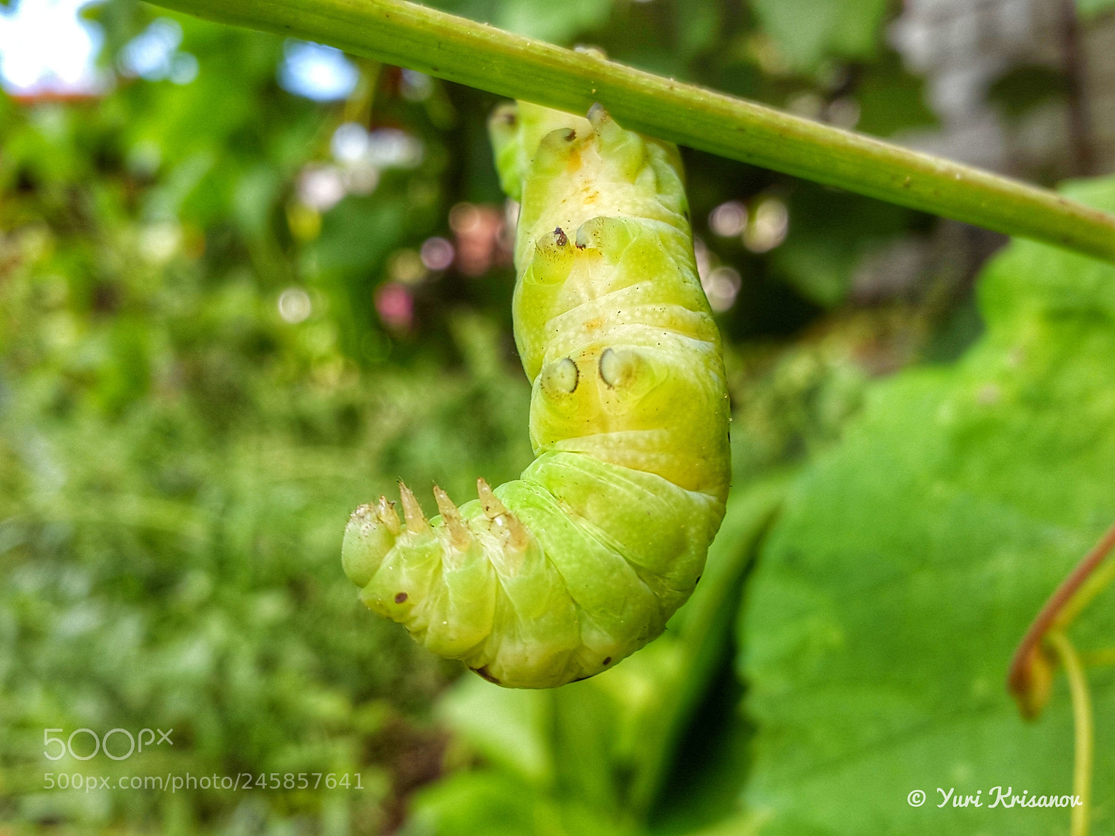 Samsung Galaxy Alpha sample photo. The caterpillar fell from photography