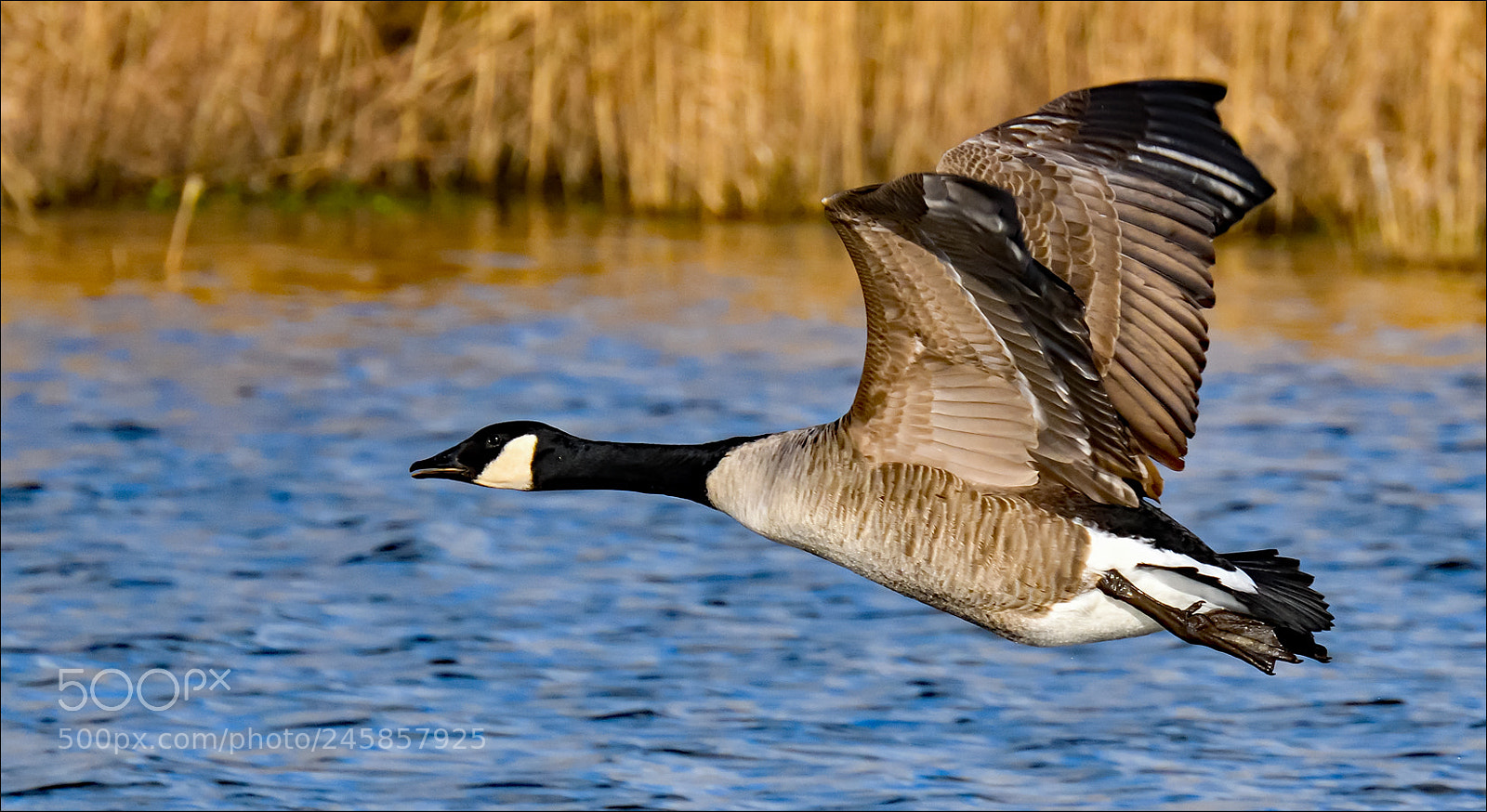 Nikon D500 sample photo. Wings up photography