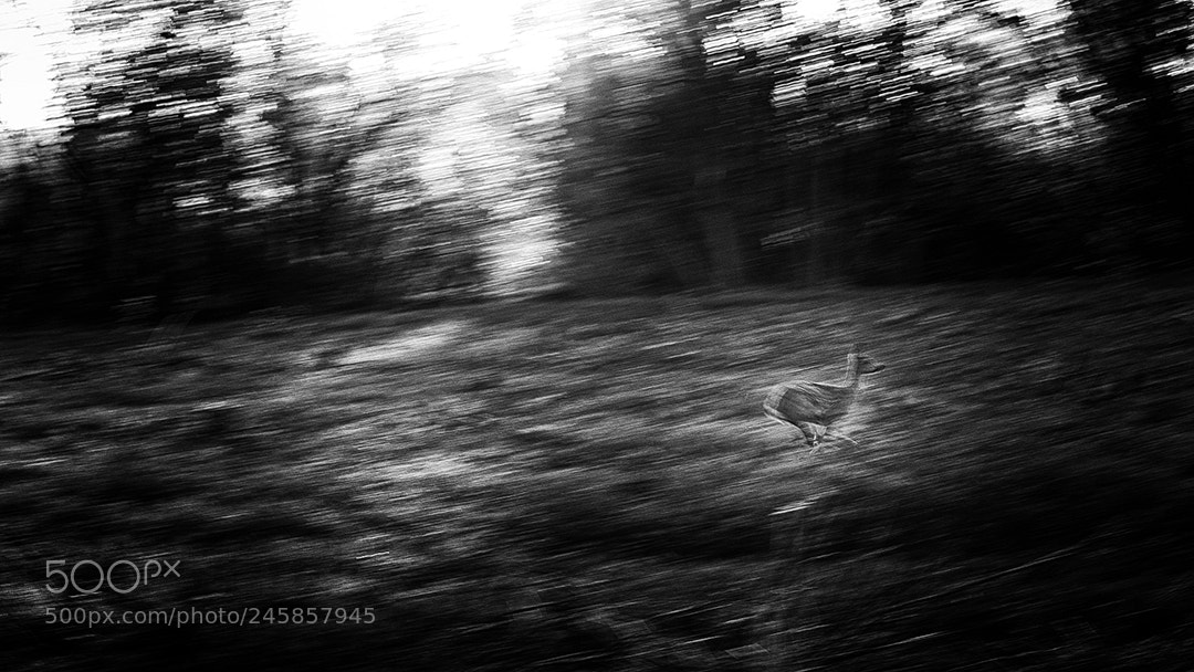 Nikon D300 sample photo. Roe-deer in karkonosze mountain photography