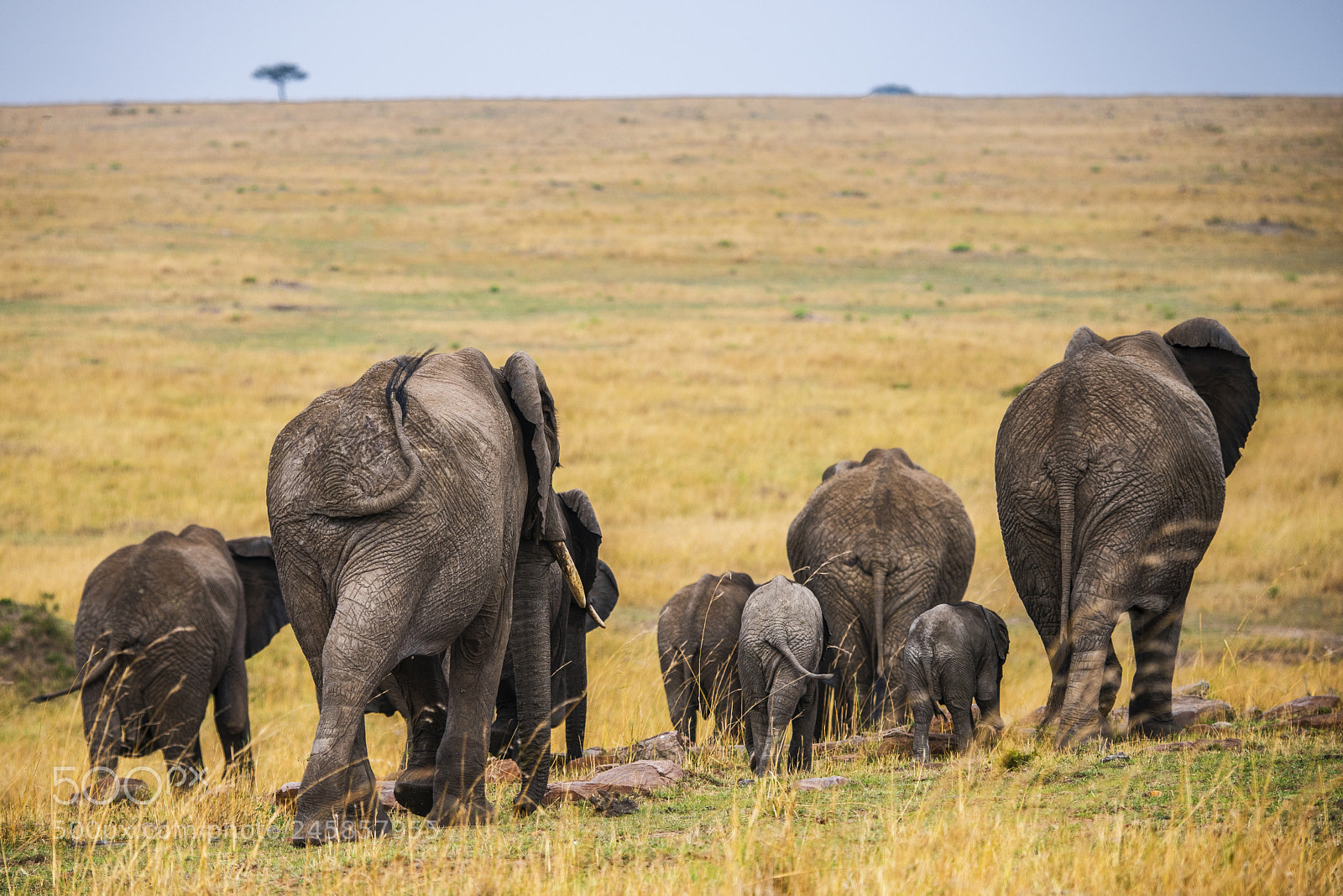 Nikon D810 sample photo. Elephant family on the photography