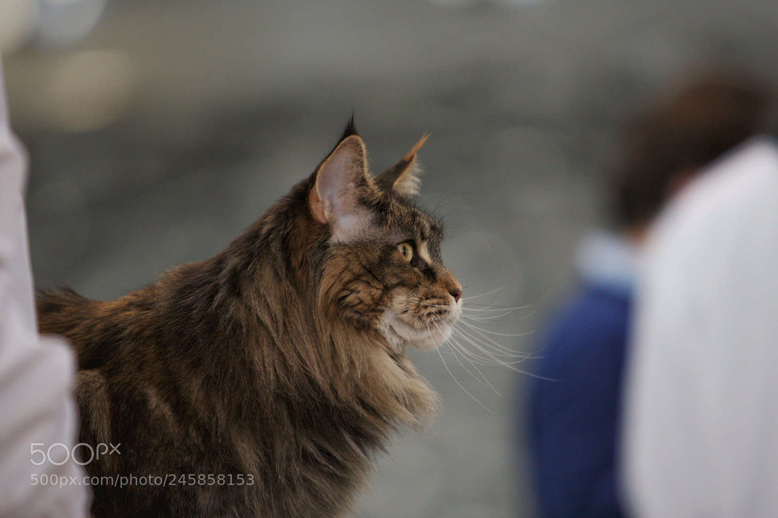Canon EOS-1D Mark III sample photo. Maine coon cat photography