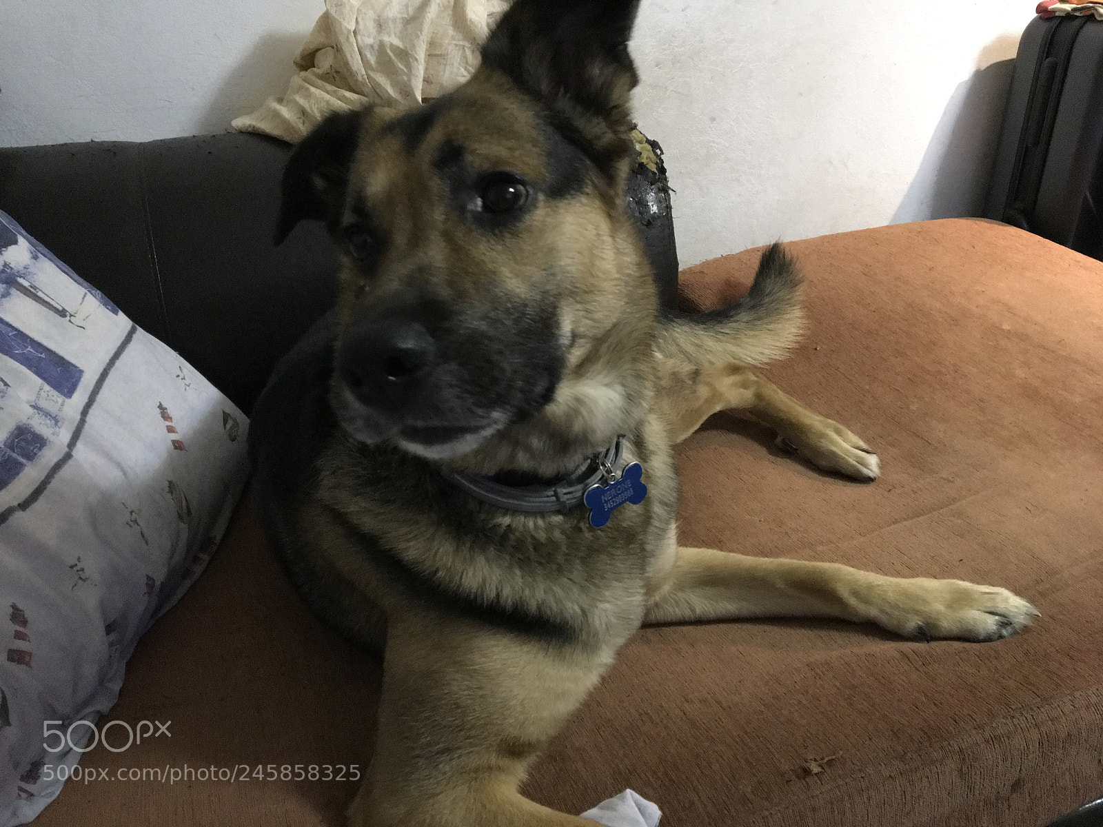 Apple iPad Pro sample photo. Lui nerone,il cane pi photography
