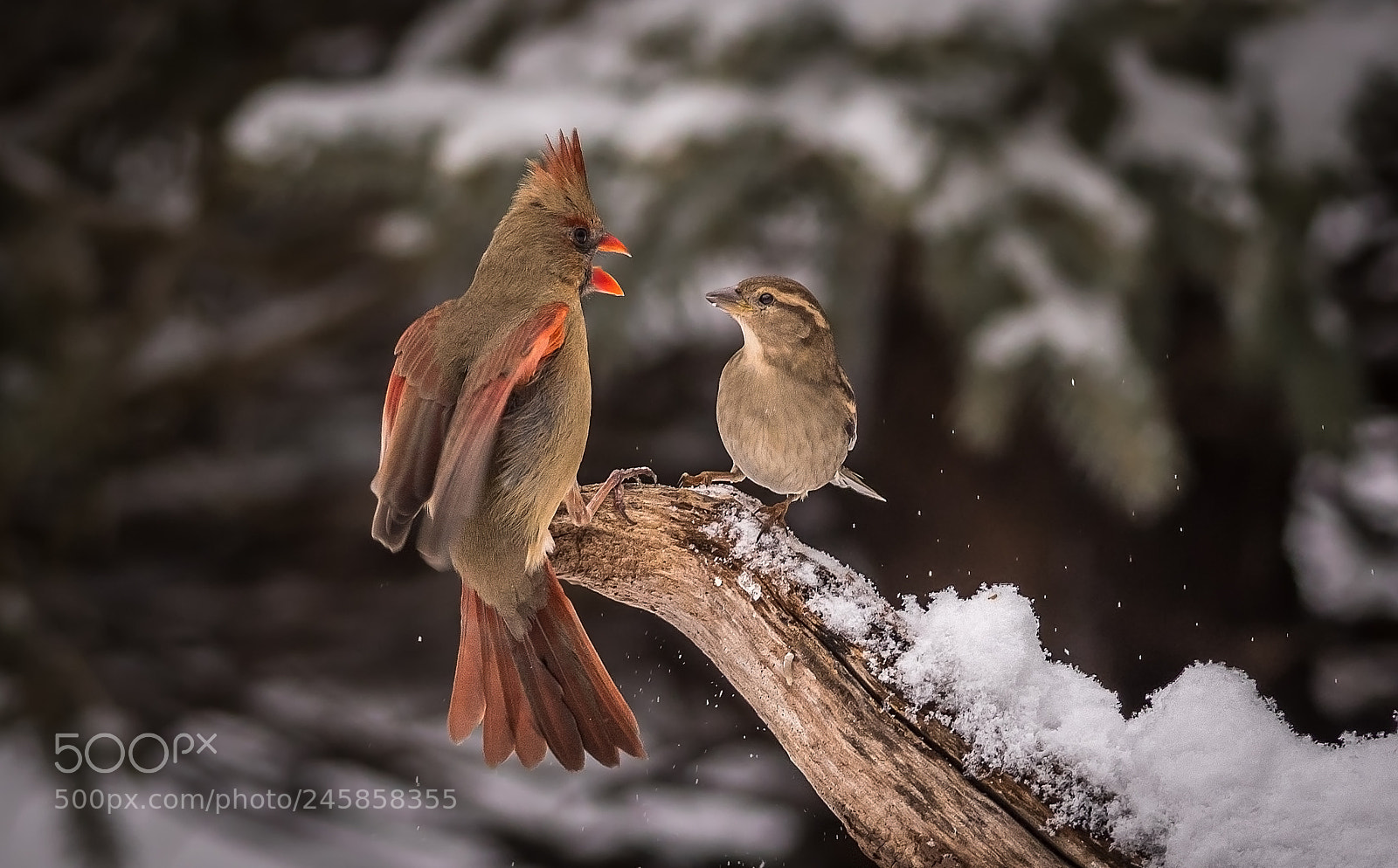 Nikon D500 sample photo. Female cardinal yelling at photography