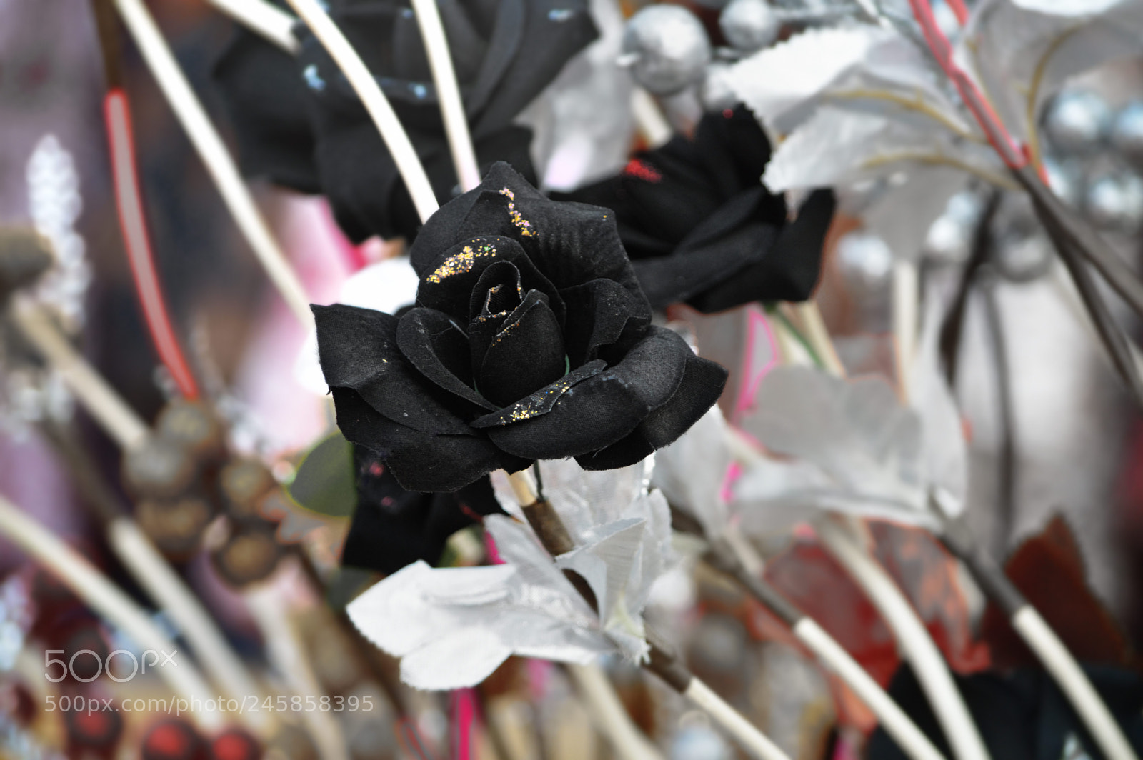 Nikon D3200 sample photo. Black rose photography