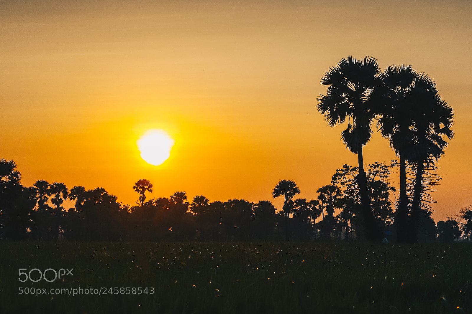 Sony Cyber-shot DSC-RX100 III sample photo. Palm trees at sunset photography