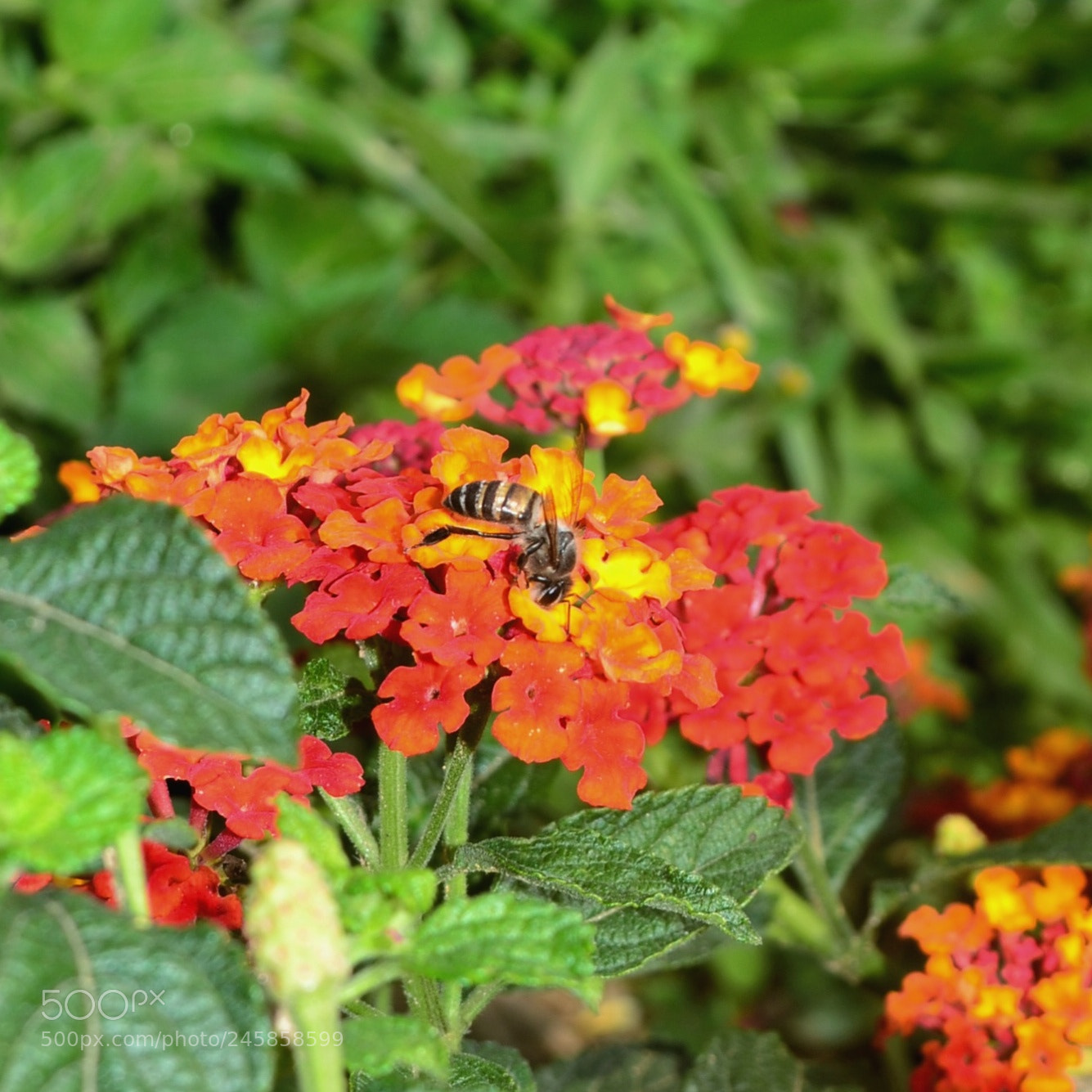 Nikon D3100 sample photo. Bloom photography
