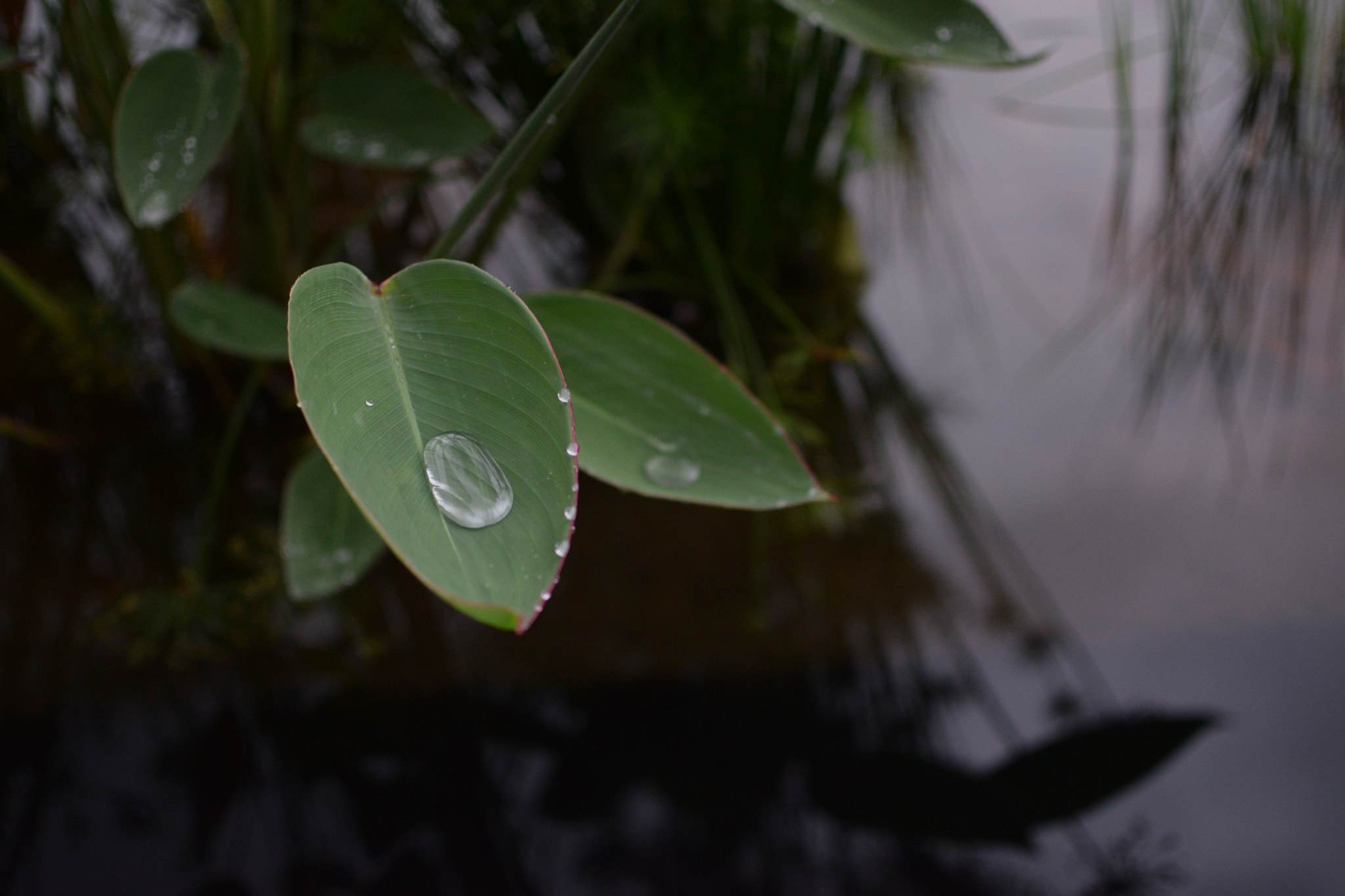 Nikon D3300 + Nikon AF-S DX Nikkor 35mm F1.8G sample photo. Leaf after rain photography