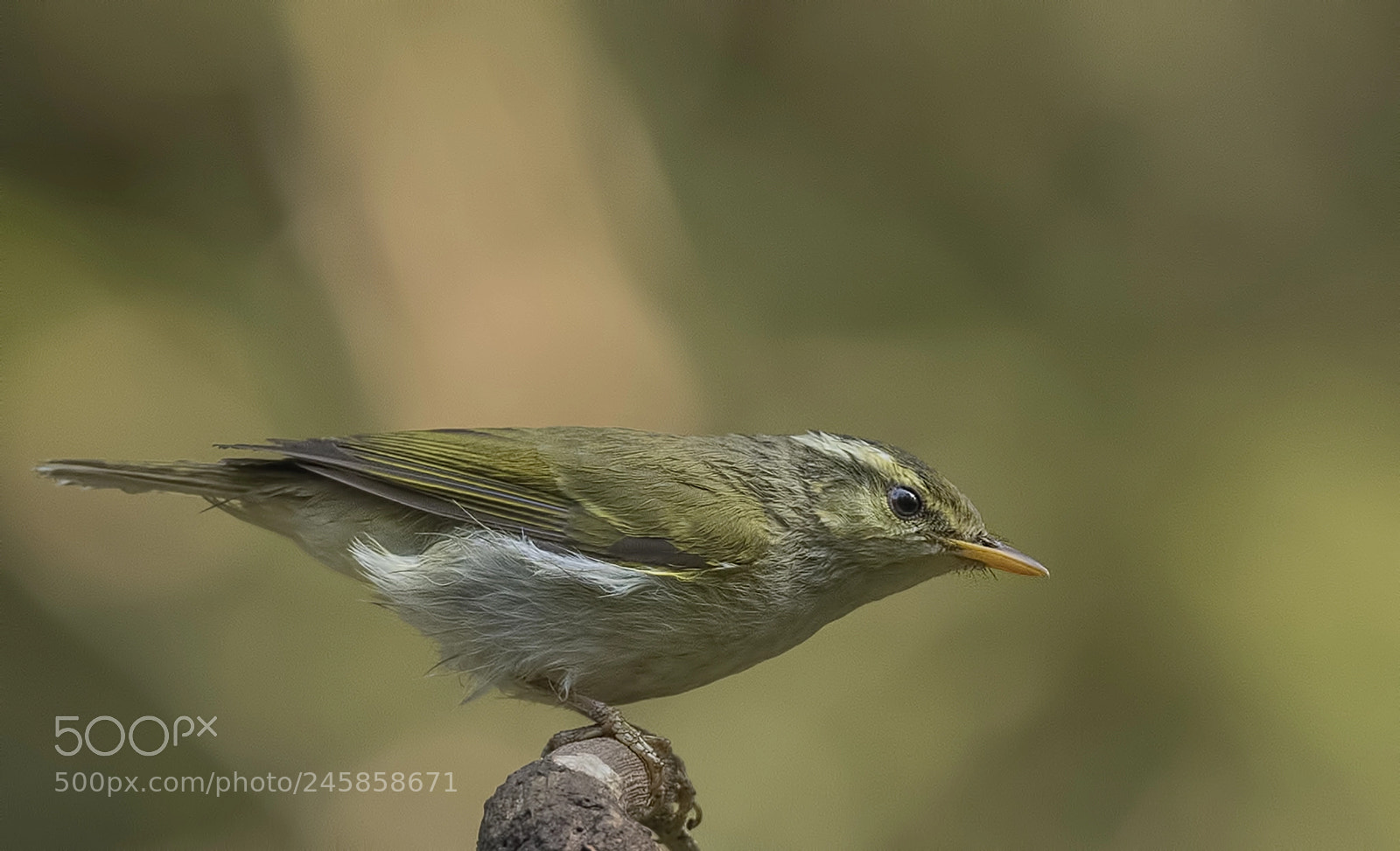 Nikon D500 sample photo. Western crowned warbler photography