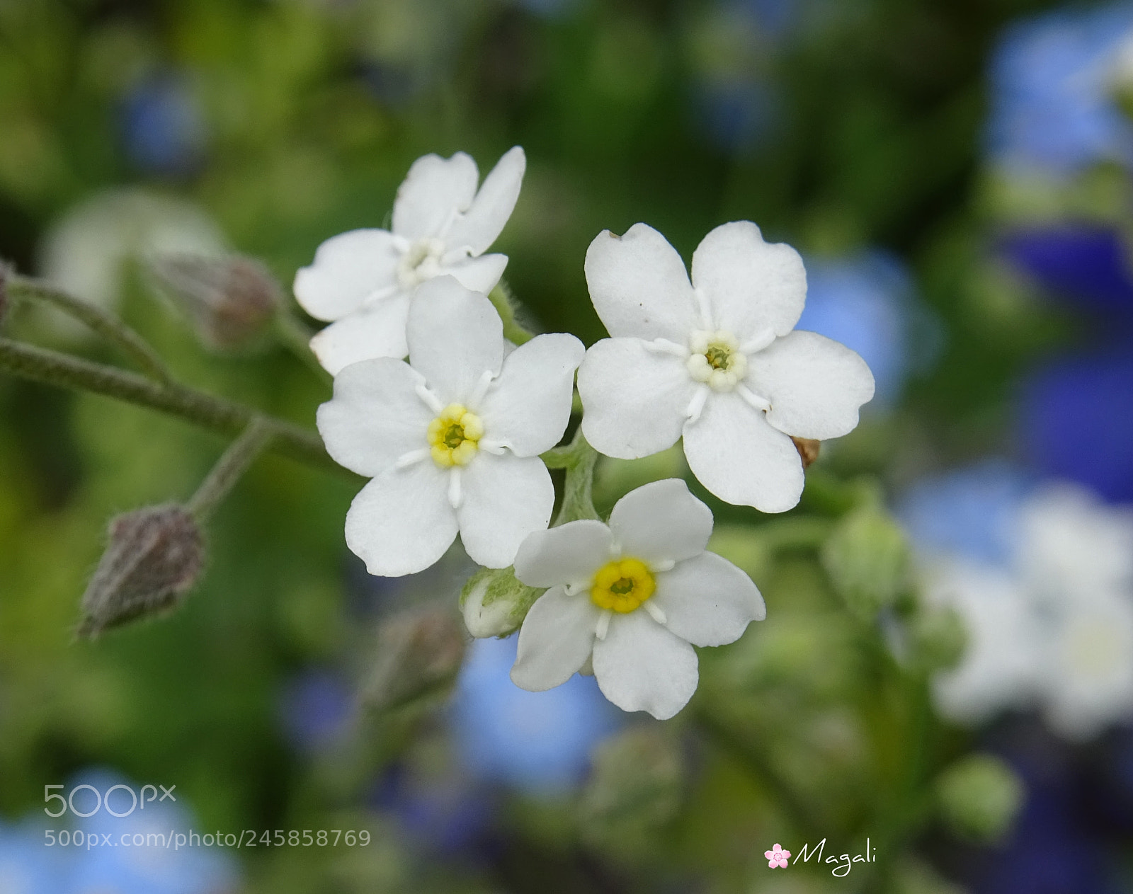 Sony DSC-HX60 sample photo. White photography