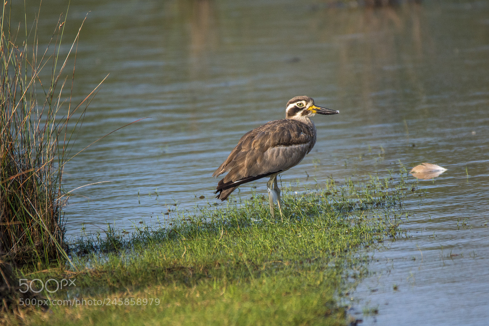 Nikon D7200 sample photo. Great thick-knee (dsc_1395) photography