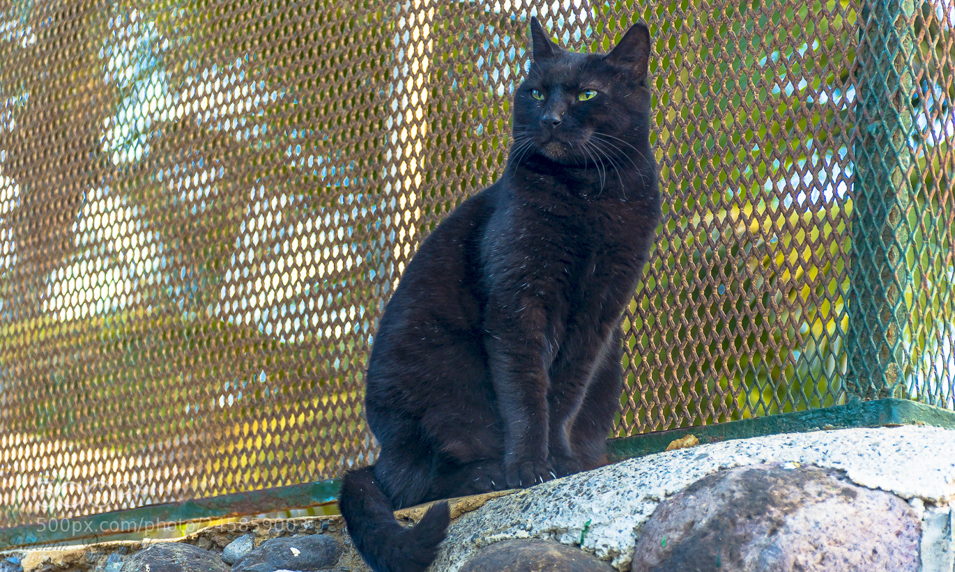 Nikon D7200 sample photo. Dsc photography