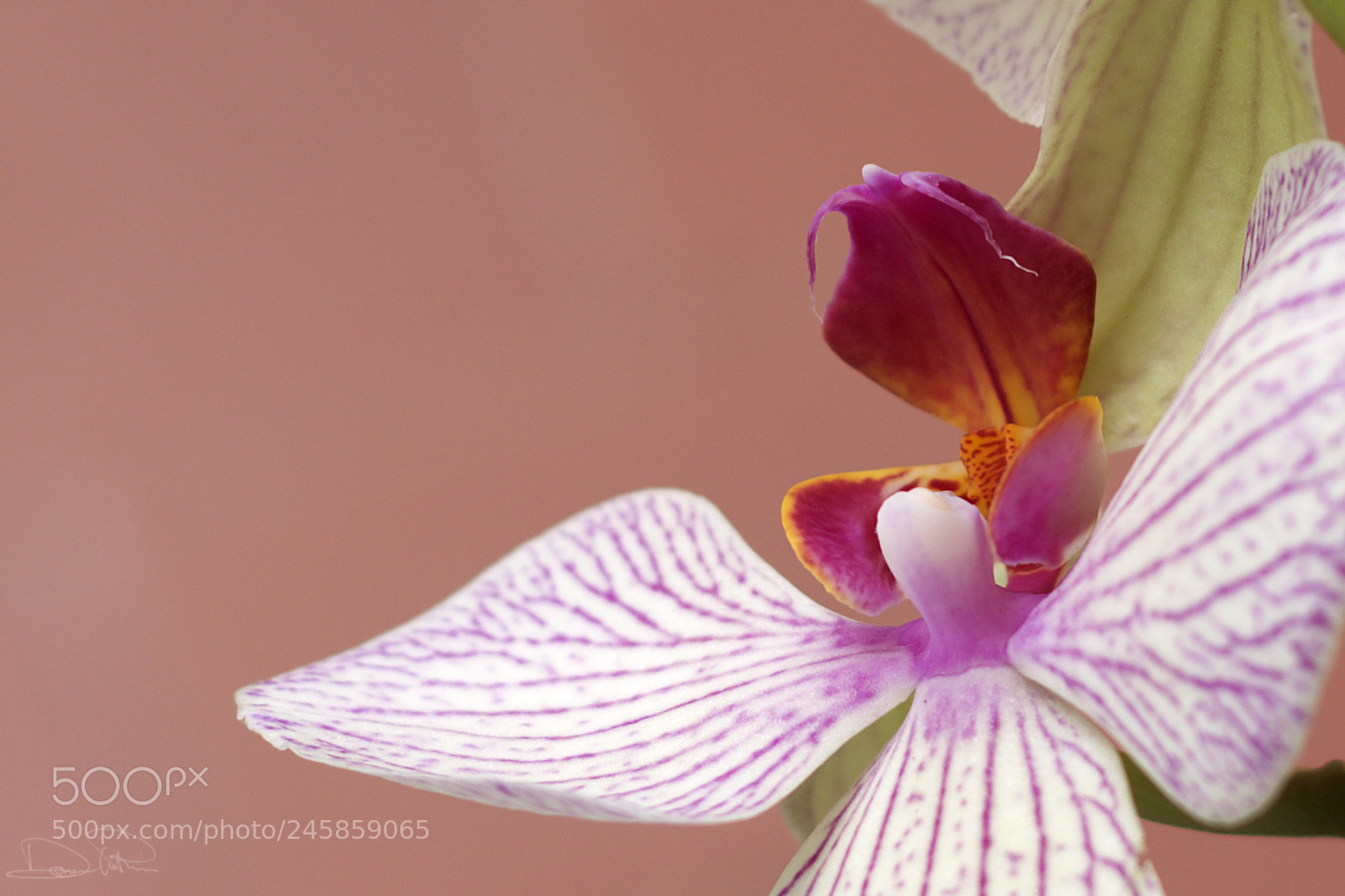 Canon EOS 40D sample photo. Orchidea photography