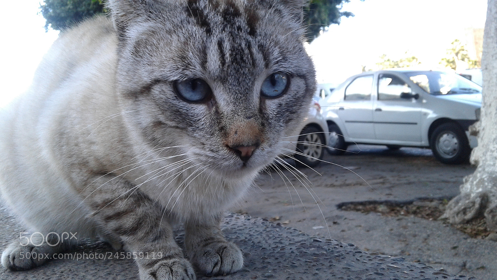 Samsung Galaxy J1 sample photo. Untitled photography