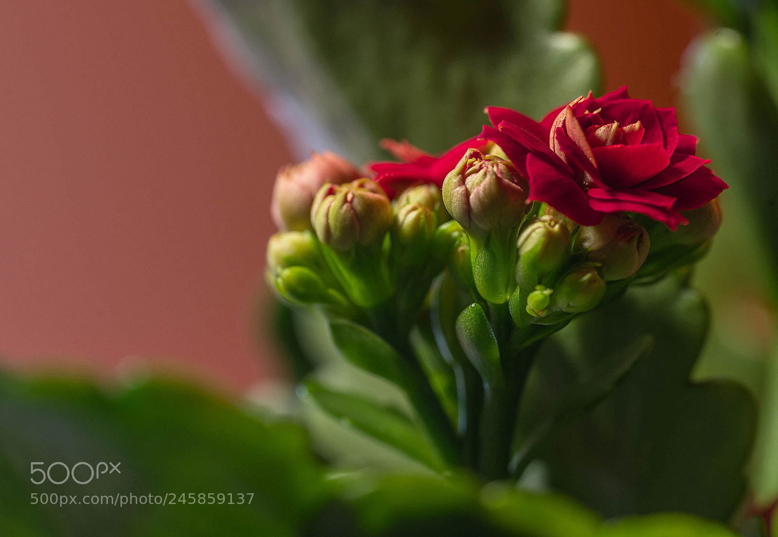 Sony a7R II sample photo. Kalanchoe photography