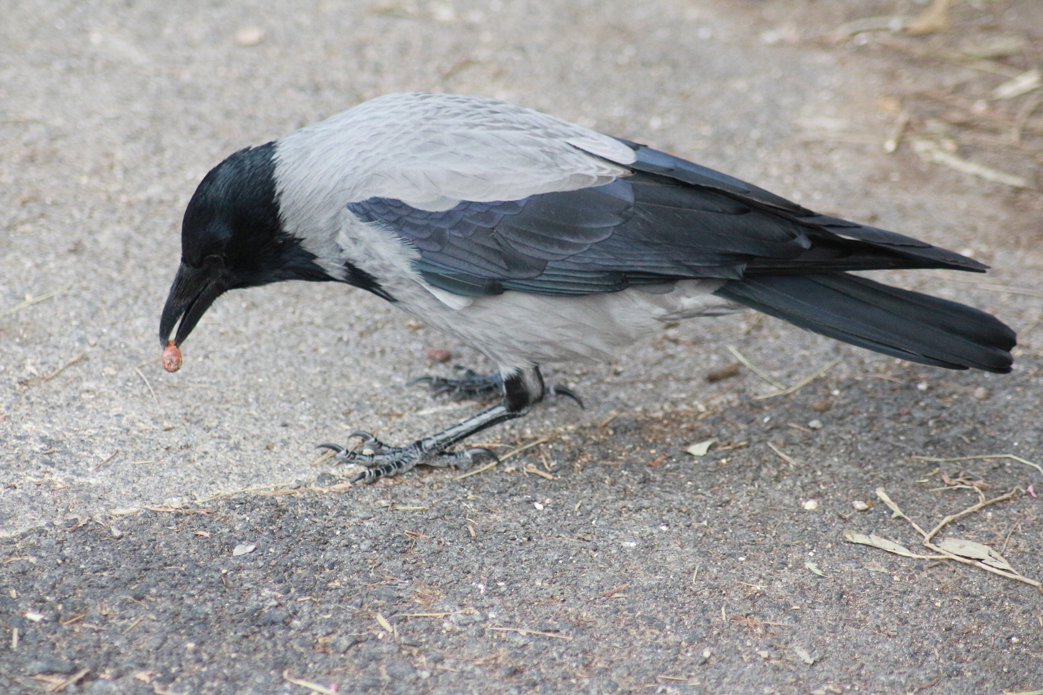 Canon EOS 700D (EOS Rebel T5i / EOS Kiss X7i) sample photo. Nevermore photography