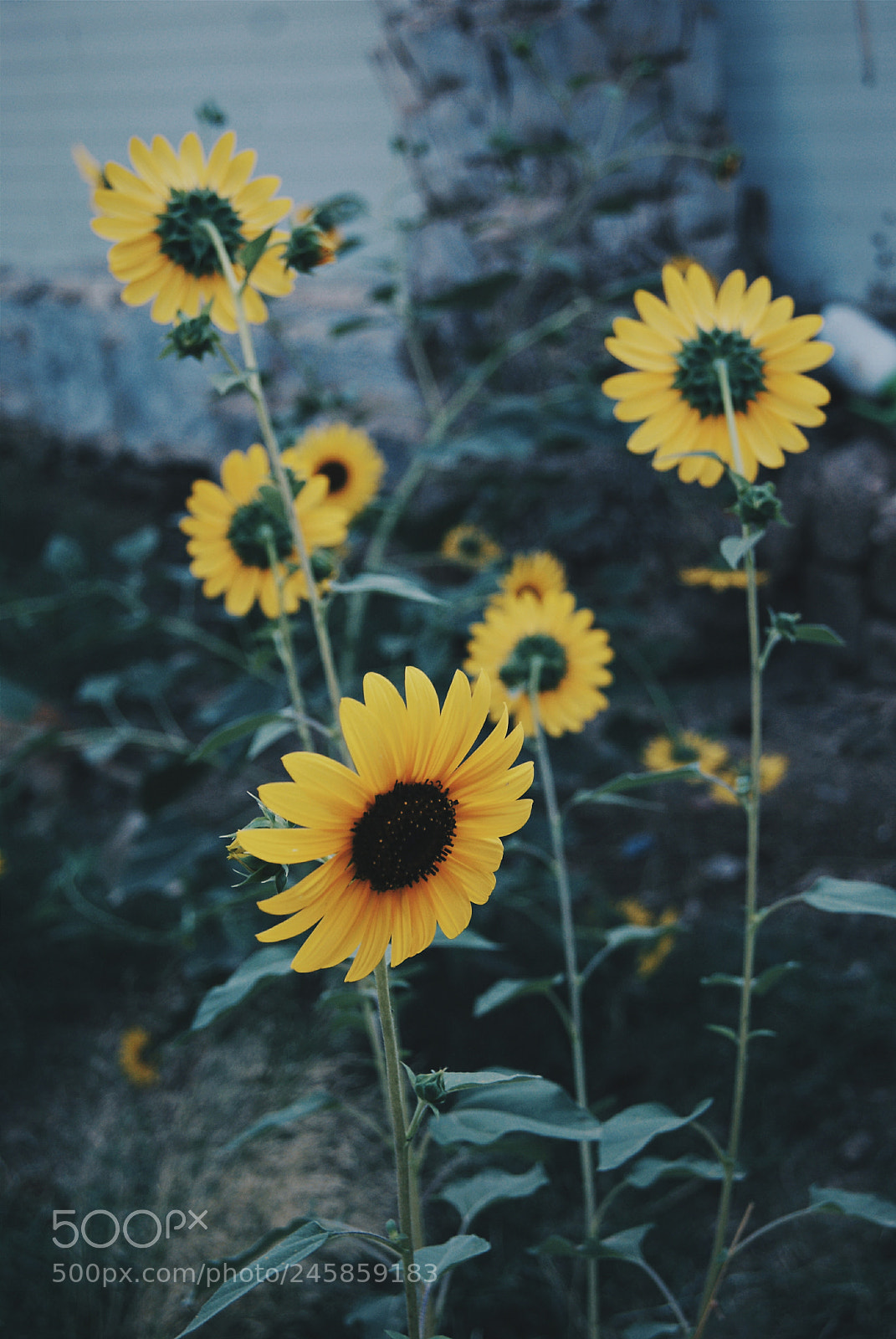 Sony Alpha DSLR-A230 sample photo. Untitled photography