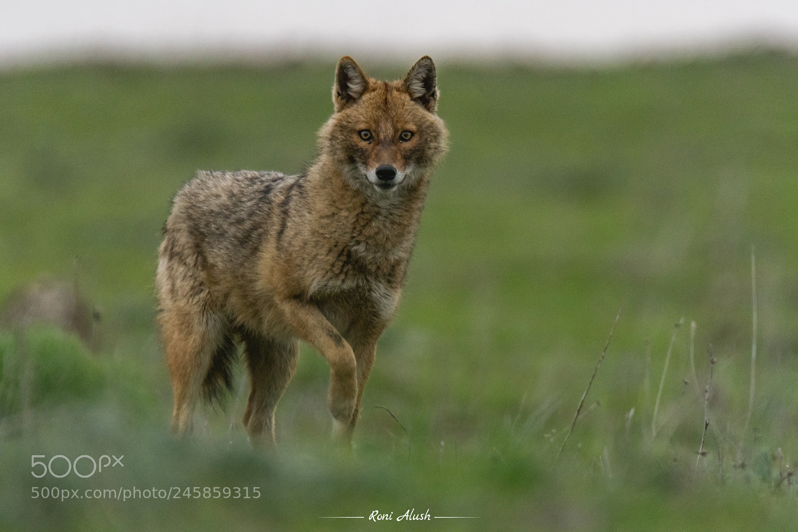 Nikon D500 sample photo. Portrait of predator photography