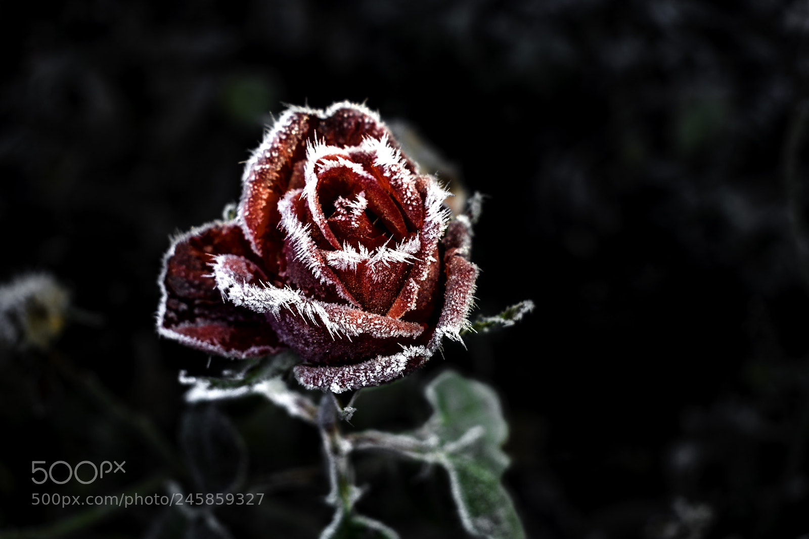 Nikon D3400 sample photo. Rose photography