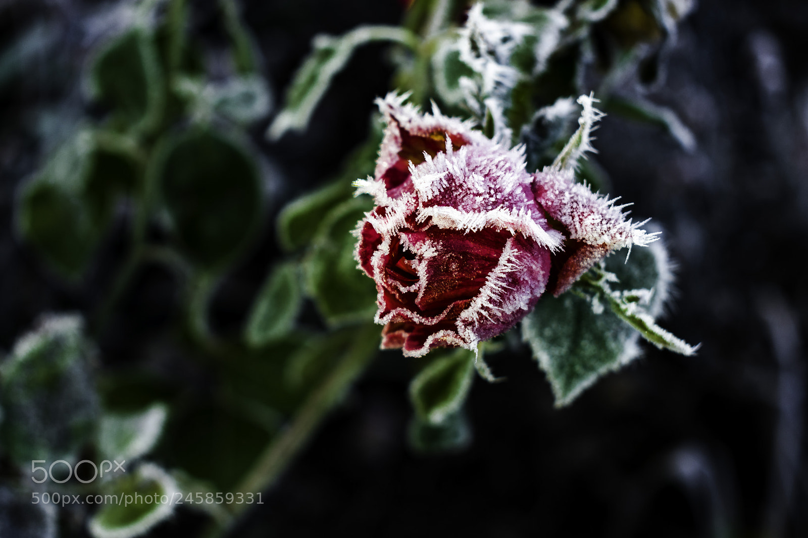 Nikon D3400 sample photo. Rose photography