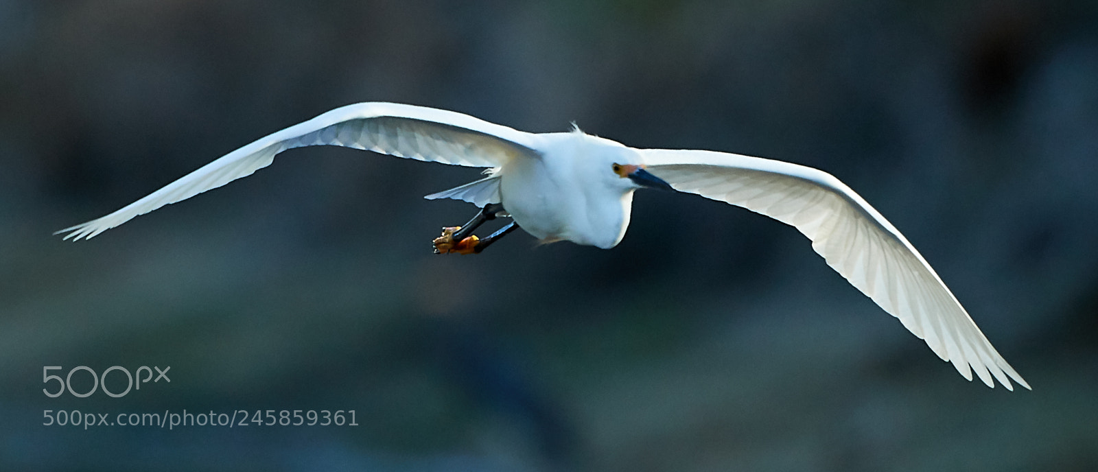 Canon EOS-1D X Mark II sample photo. 02-12-18-0003346.jpg photography