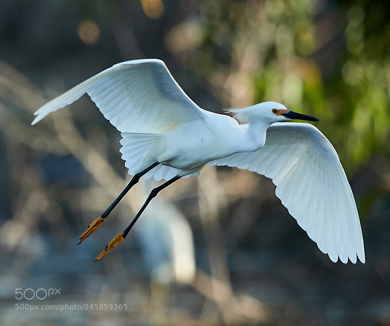 Canon EOS-1D X Mark II sample photo. 02-12-18-0003345.jpg photography