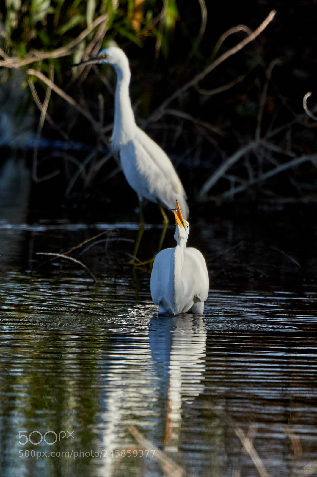Canon EOS-1D X Mark II sample photo. 02-12-18-0003342.jpg photography