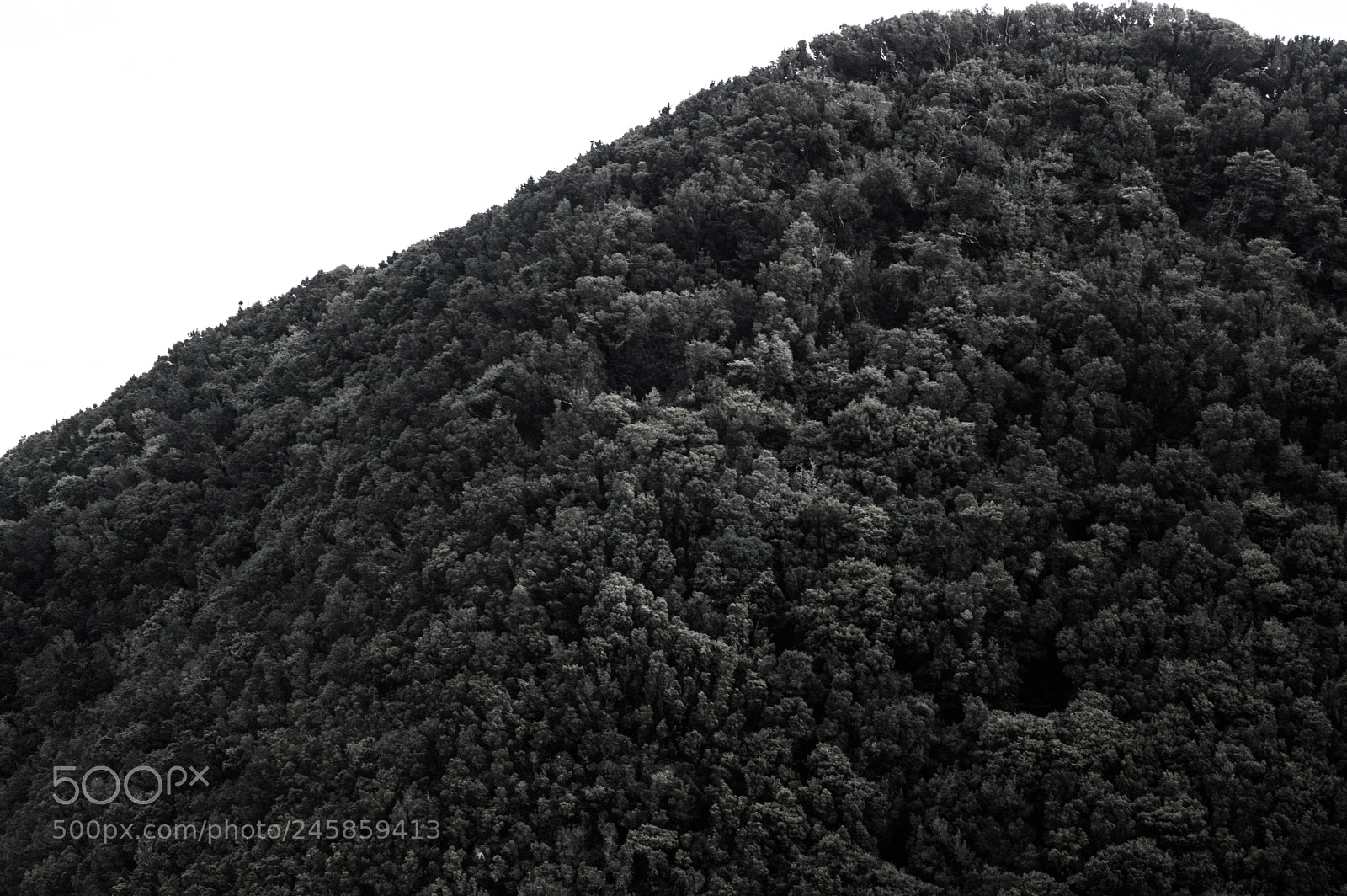 Nikon D3200 sample photo. Trees in tenerife photography
