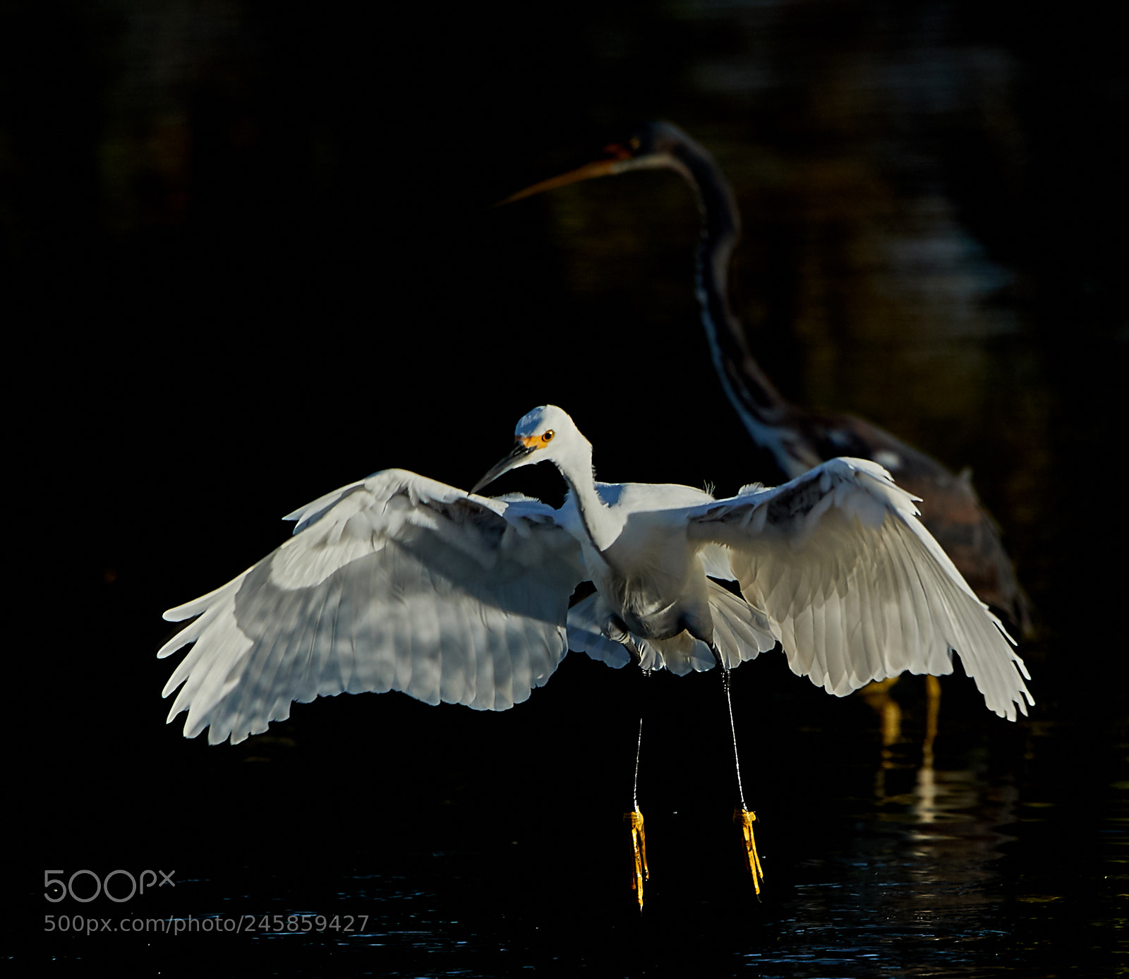 Canon EOS-1D X Mark II sample photo. 02-12-18-0003334.jpg photography