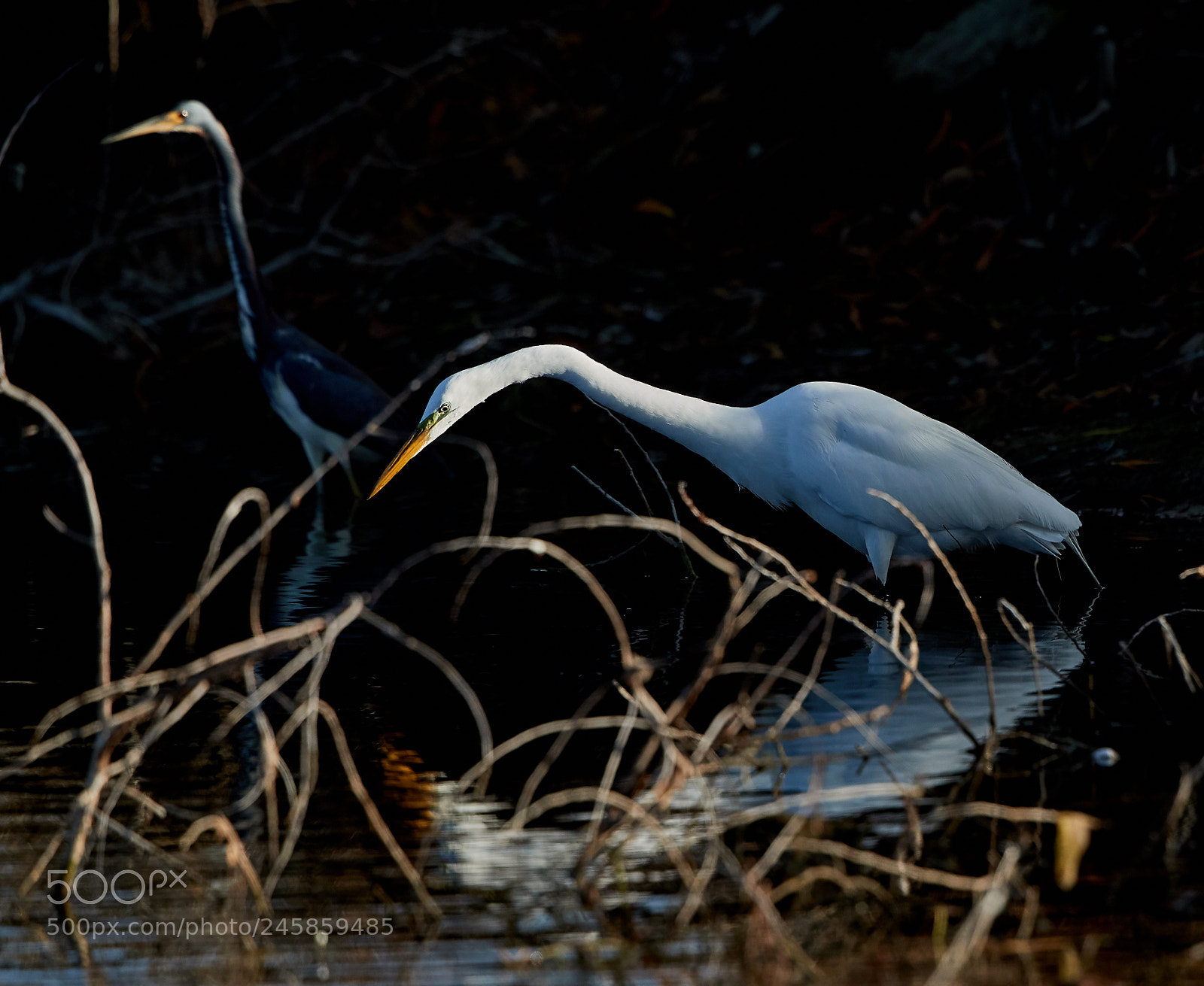 Canon EOS-1D X Mark II sample photo. 02-12-18-0003331.jpg photography