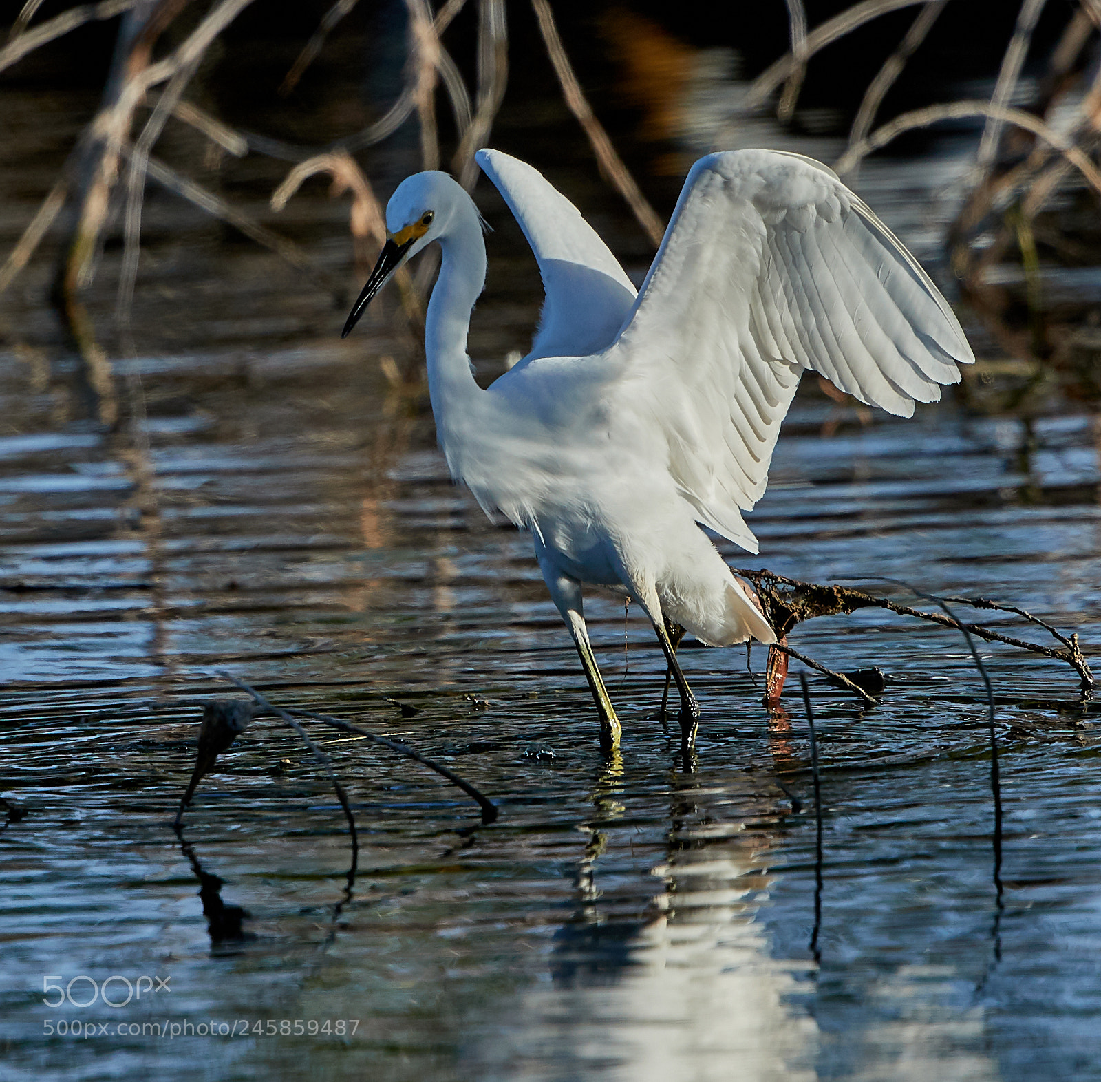 Canon EOS-1D X Mark II sample photo. 02-12-18-0003330.jpg photography