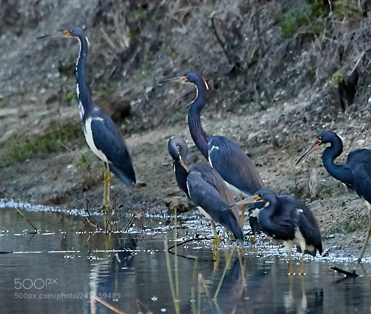 Canon EOS-1D X Mark II sample photo. 02-12-18-0003328.jpg photography