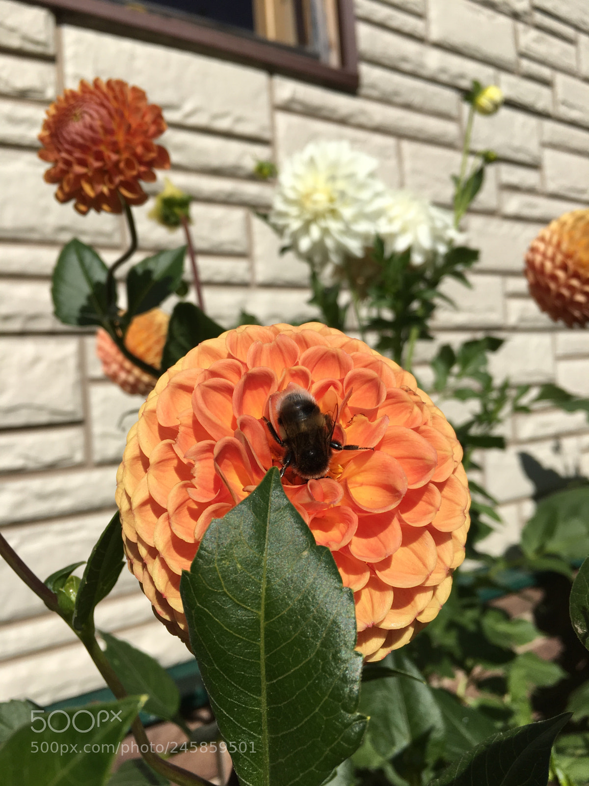 Apple iPhone 6s sample photo. Untitled photography
