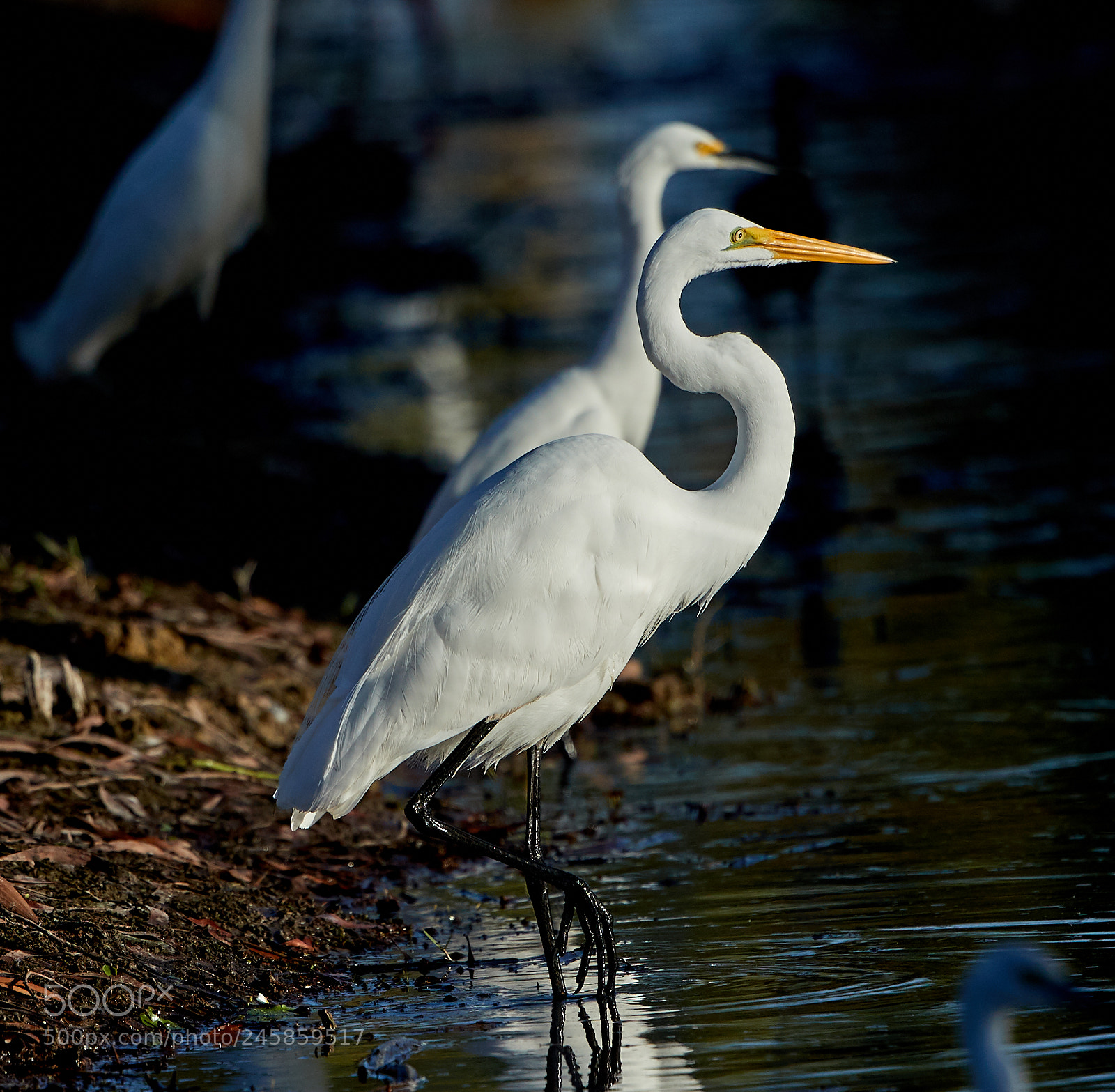 Canon EOS-1D X Mark II sample photo. 02-12-18-0003327.jpg photography