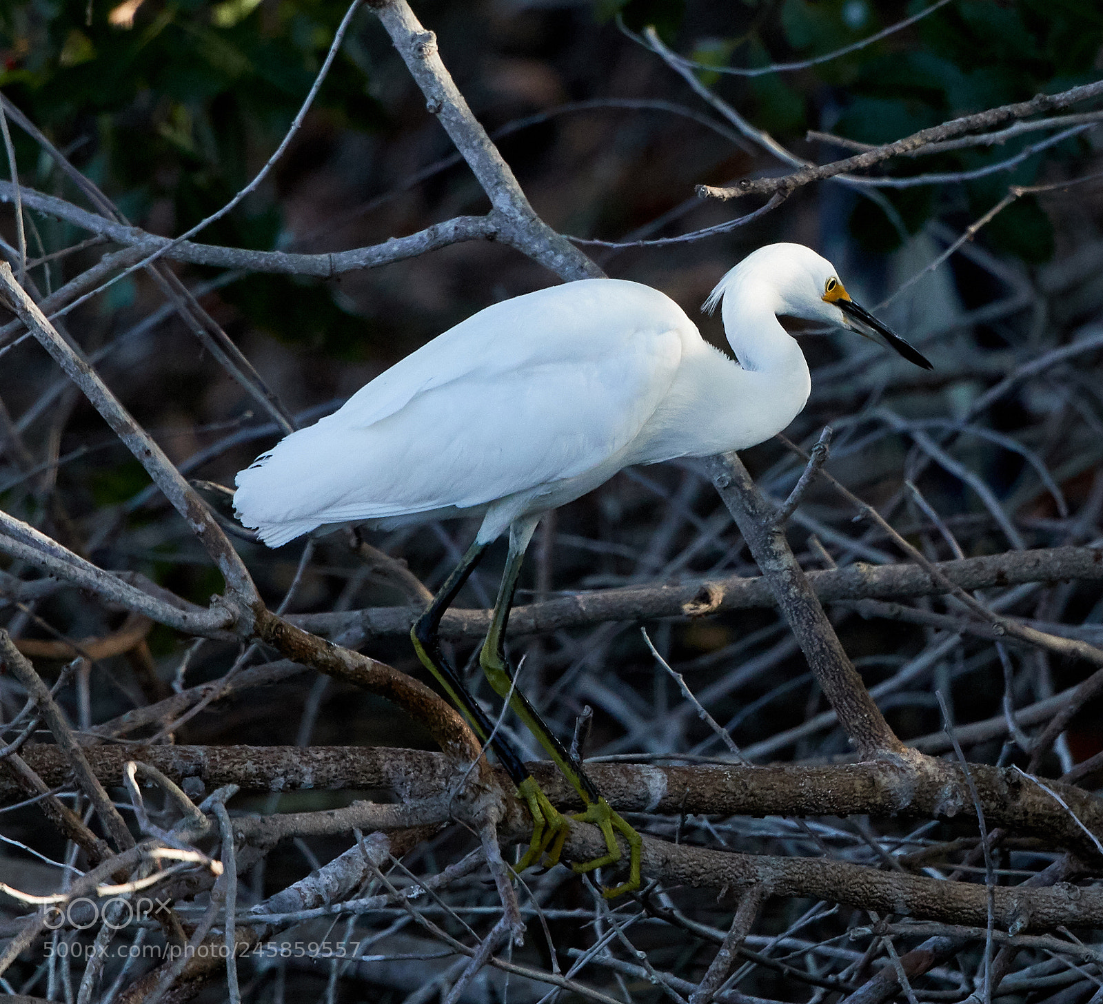 Canon EOS-1D X Mark II sample photo. 02-12-18-0003325.jpg photography