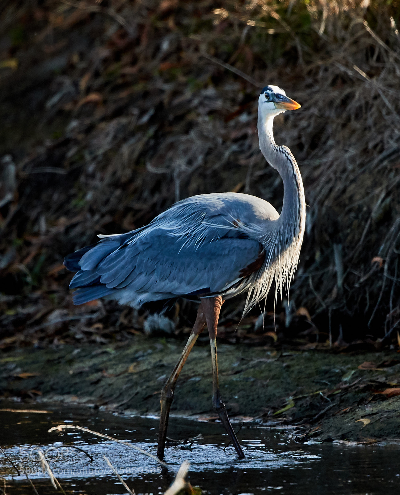 Canon EOS-1D X Mark II sample photo. 02-12-18-0003321.jpg photography