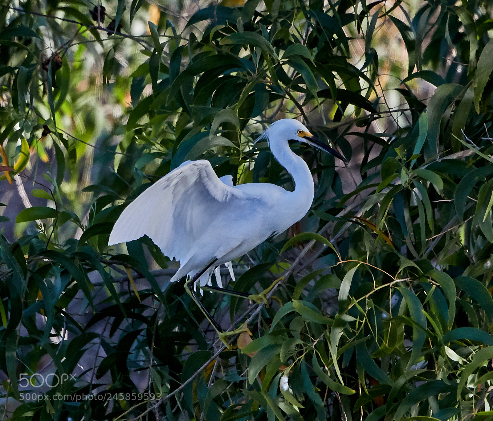 Canon EOS-1D X Mark II sample photo. 02-12-18-0003314.jpg photography