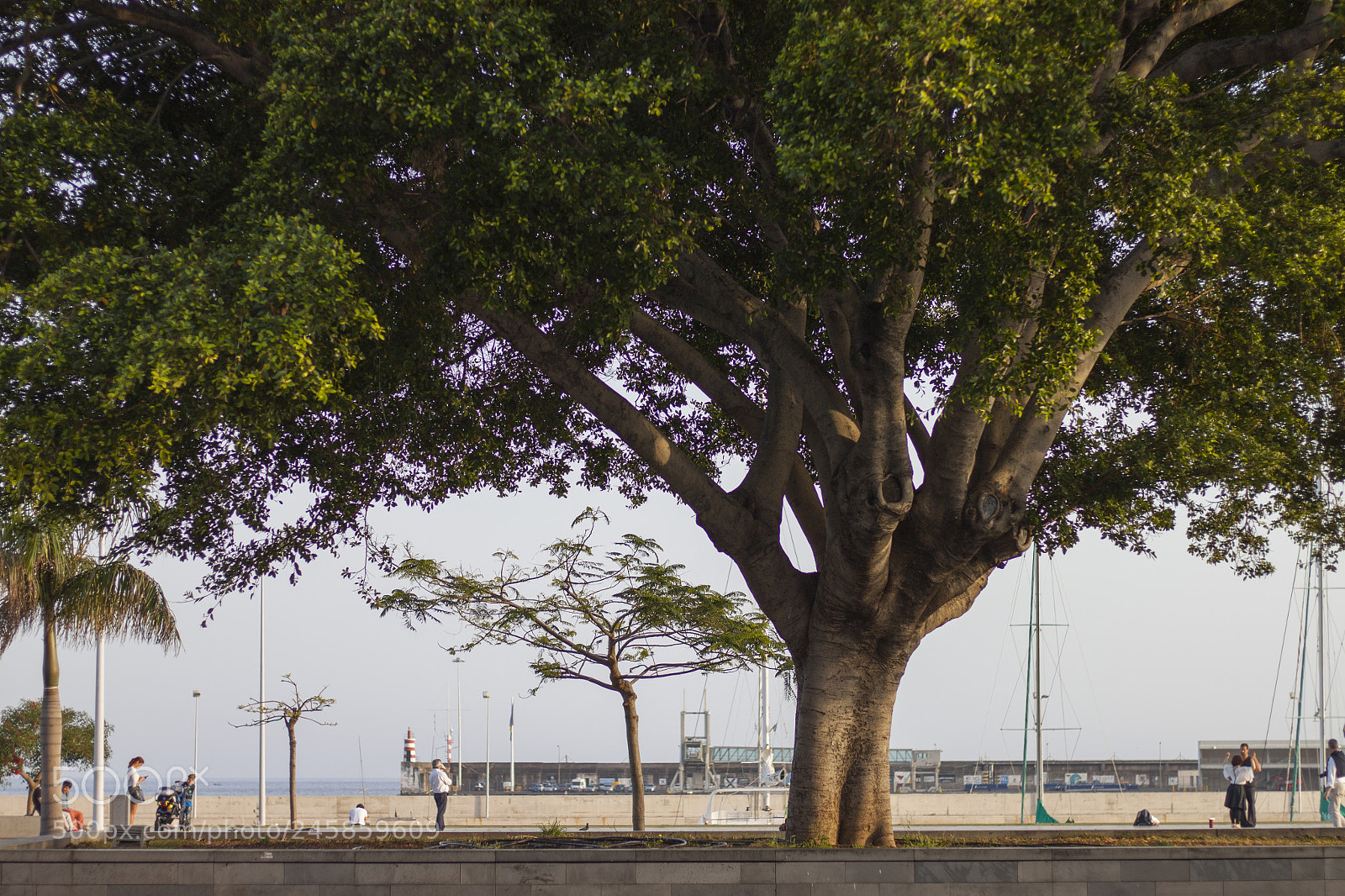 Canon EOS 500D (EOS Rebel T1i / EOS Kiss X3) sample photo. Tree photography