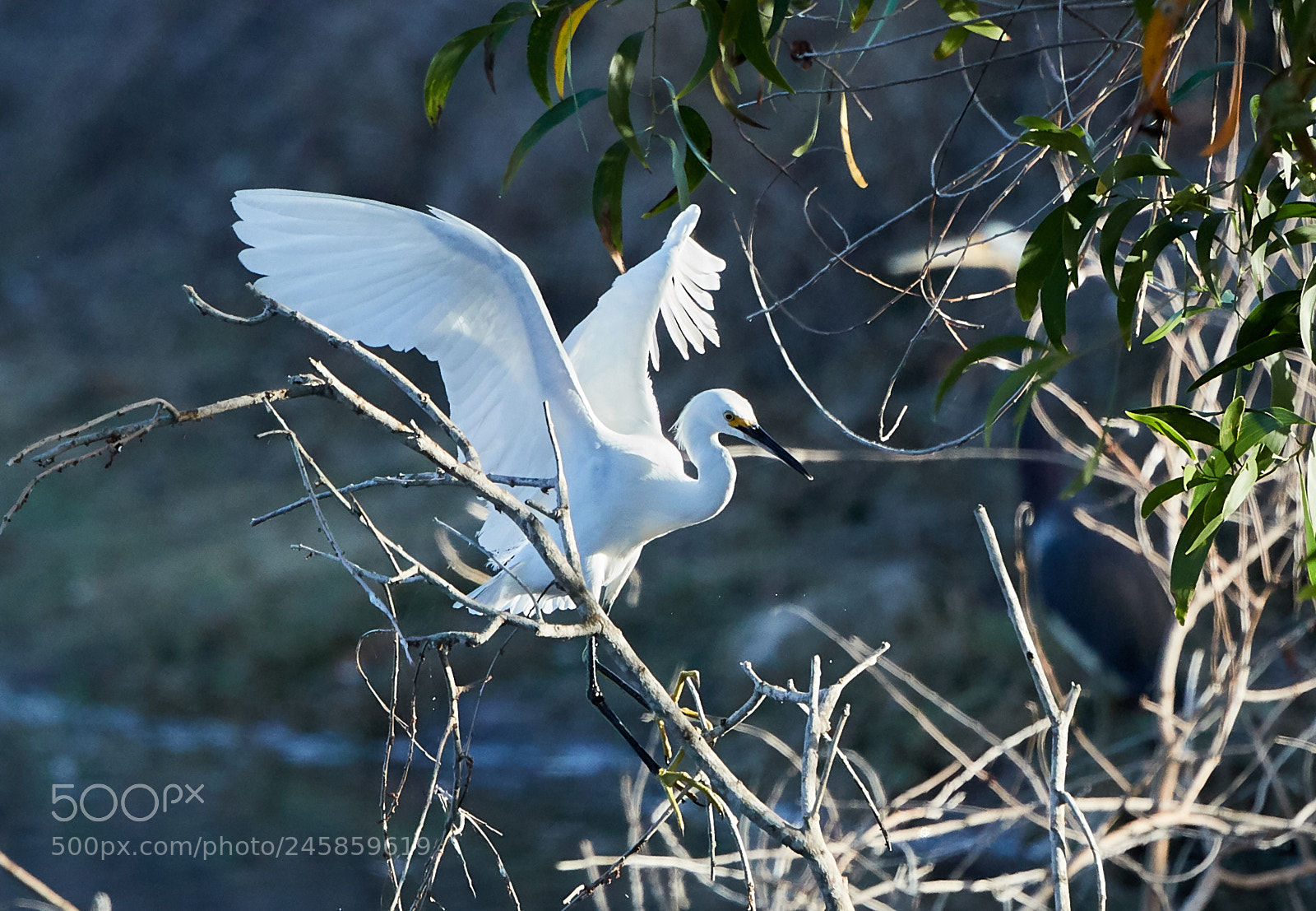 Canon EOS-1D X Mark II sample photo. 02-12-18-0003311.jpg photography