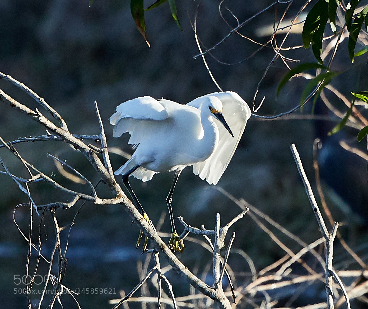 Canon EOS-1D X Mark II sample photo. 02-12-18-0003310.jpg photography