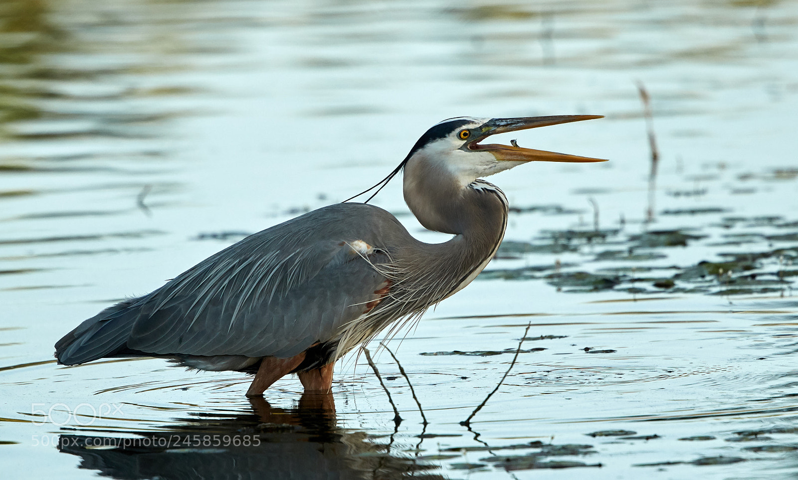 Canon EOS-1D X Mark II sample photo. 02-12-18-0003303.jpg photography