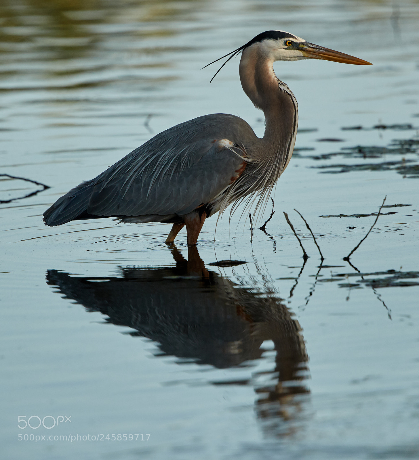 Canon EOS-1D X Mark II sample photo. 02-12-18-0003301.jpg photography