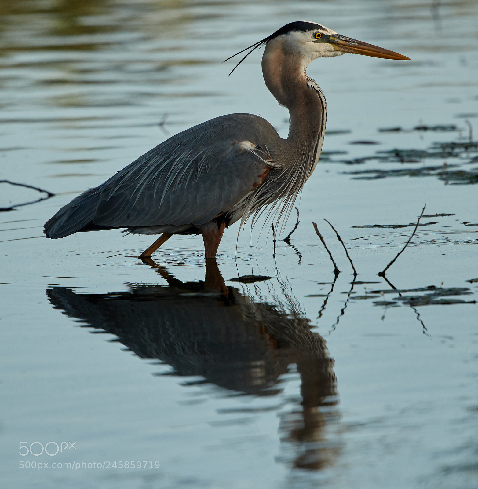 Canon EOS-1D X Mark II sample photo. 02-12-18-0003300.jpg photography