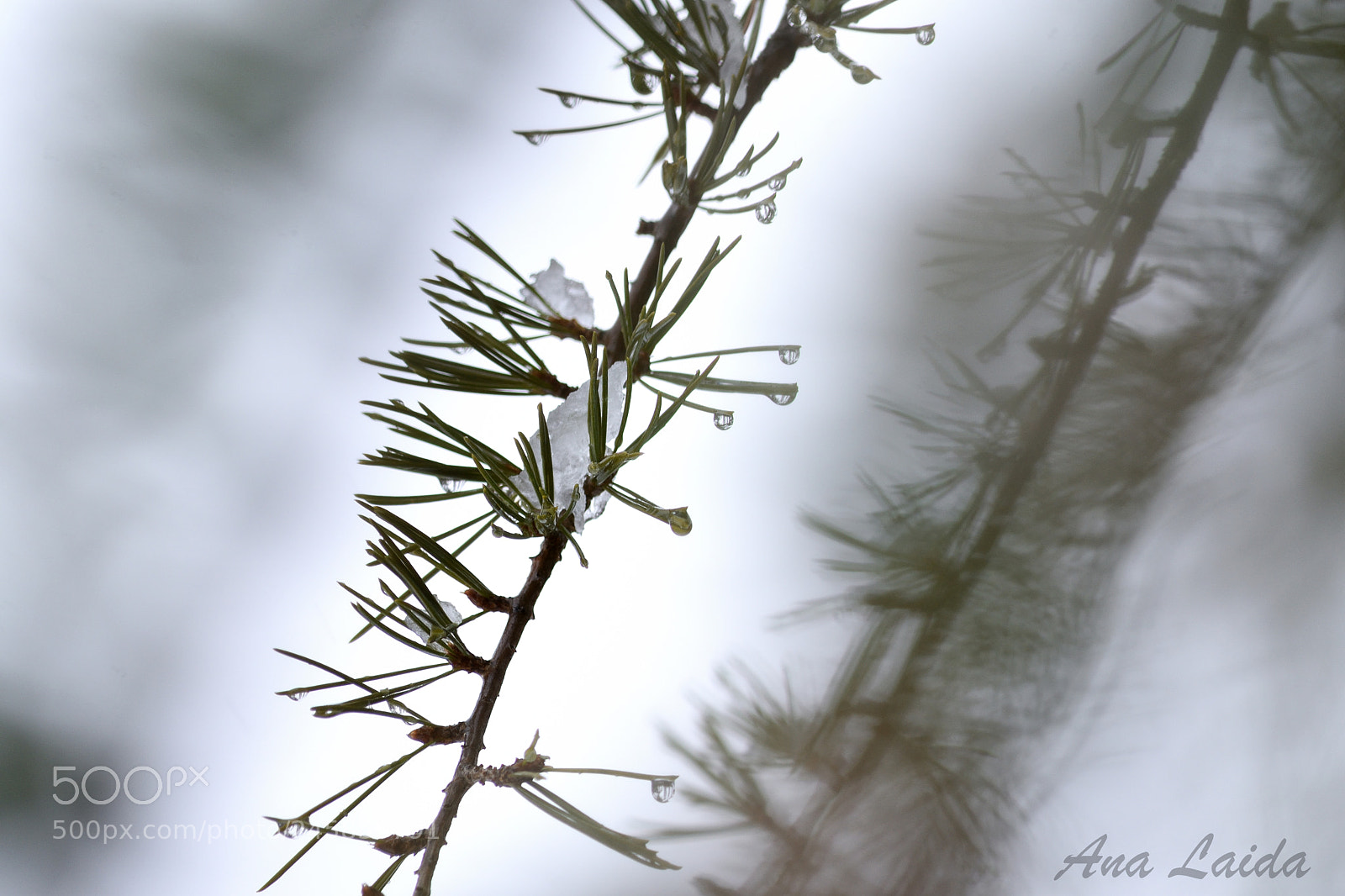 Nikon D7200 sample photo. Drops photography
