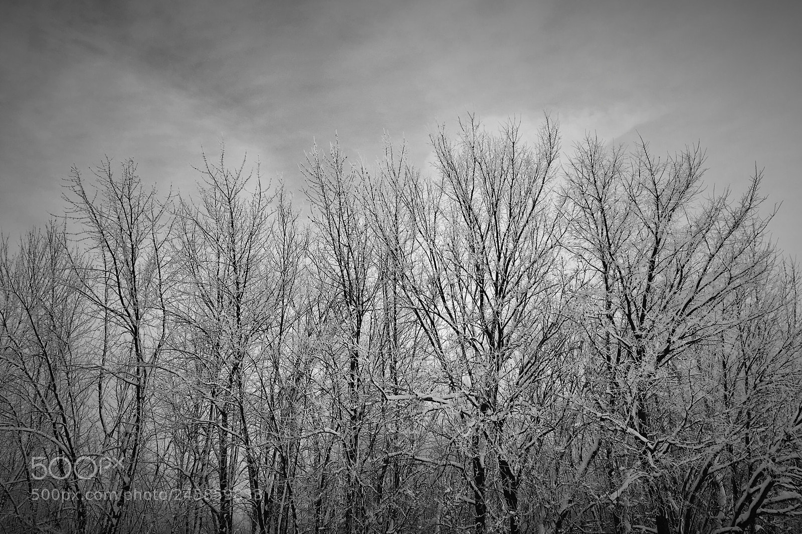 Apple iPhone 6s sample photo. Frozen reach photography
