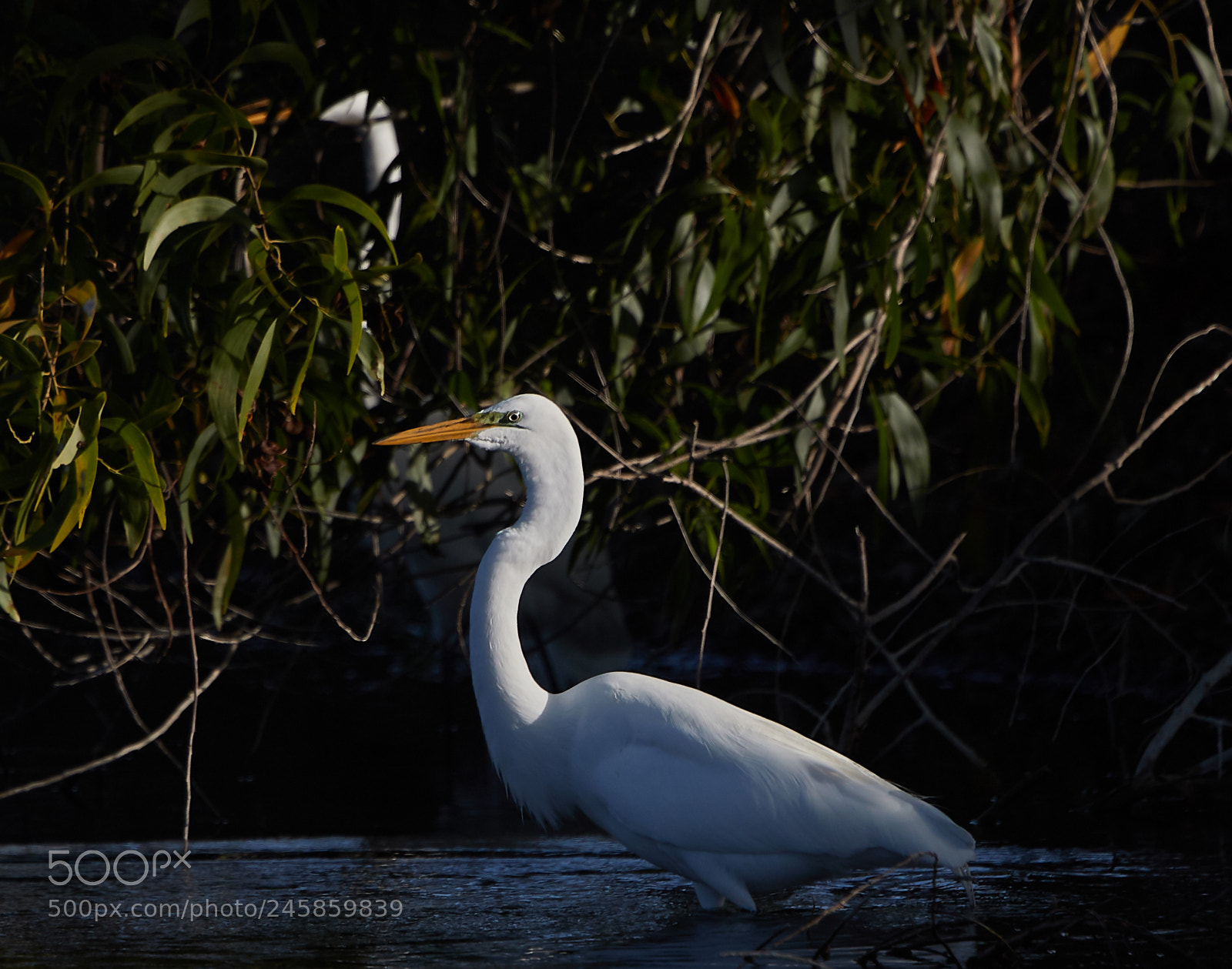 Canon EOS-1D X Mark II sample photo. 02-12-18-0003293.jpg photography