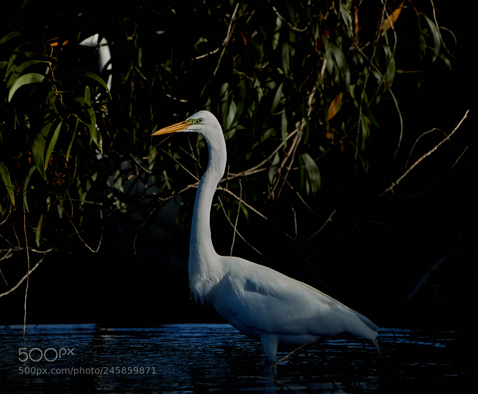 Canon EOS-1D X Mark II sample photo. 02-12-18-0003292.jpg photography