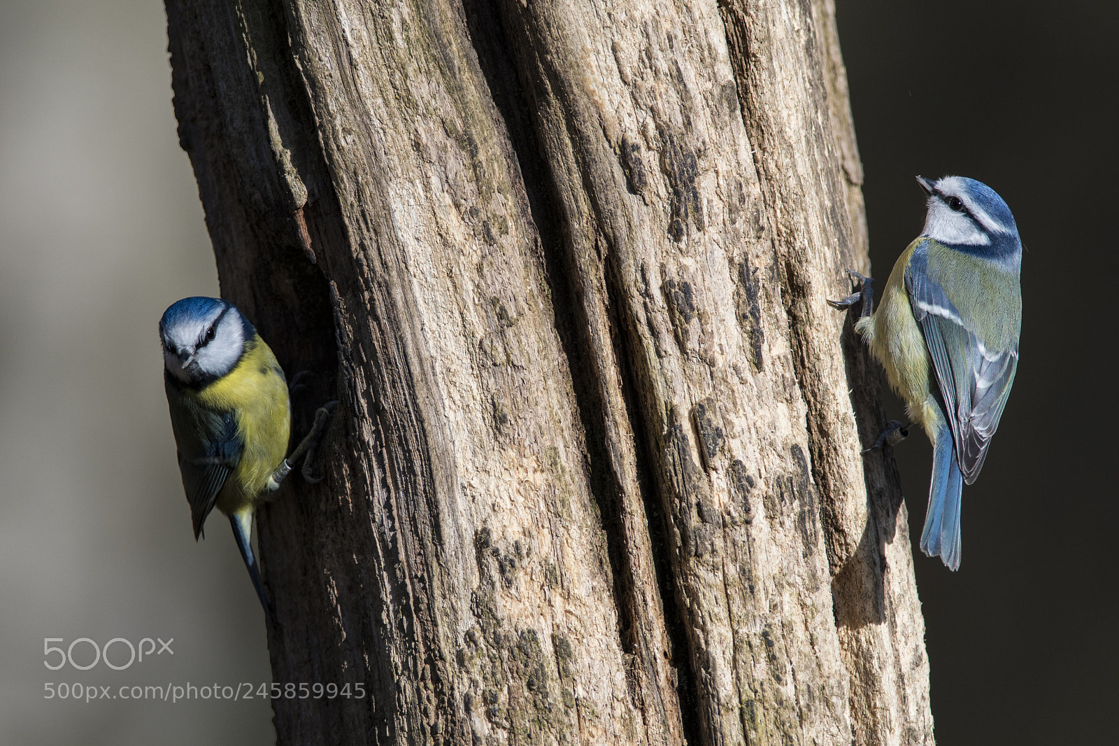 Nikon D850 sample photo. Blue tits photography