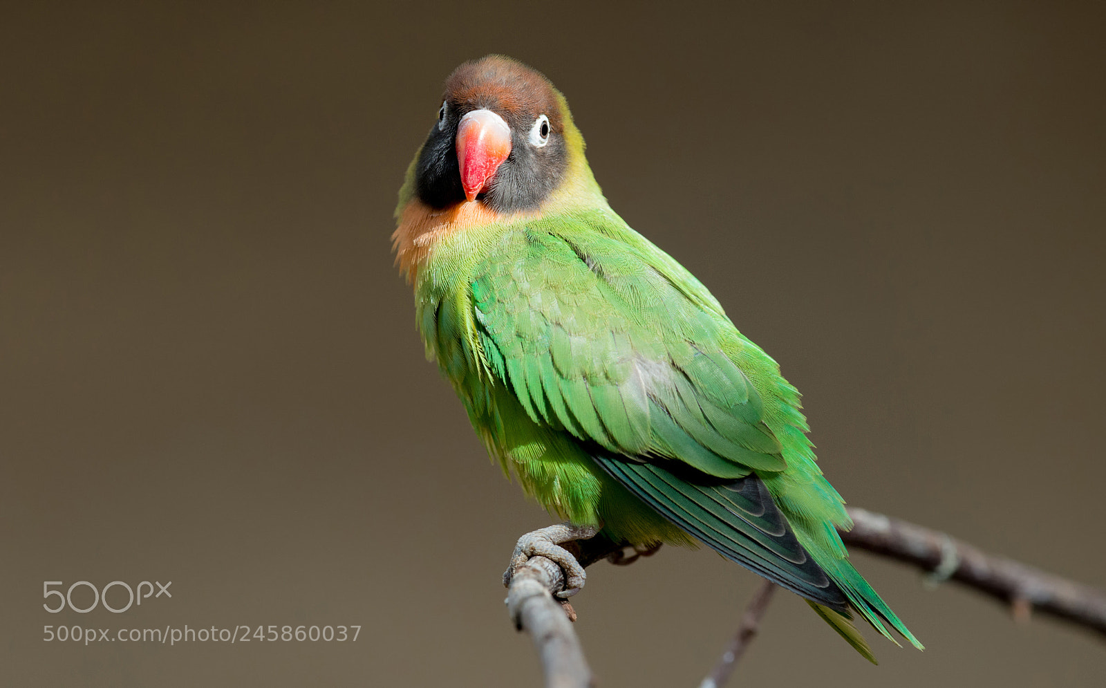 Nikon D800 sample photo. Lonely love bird photography