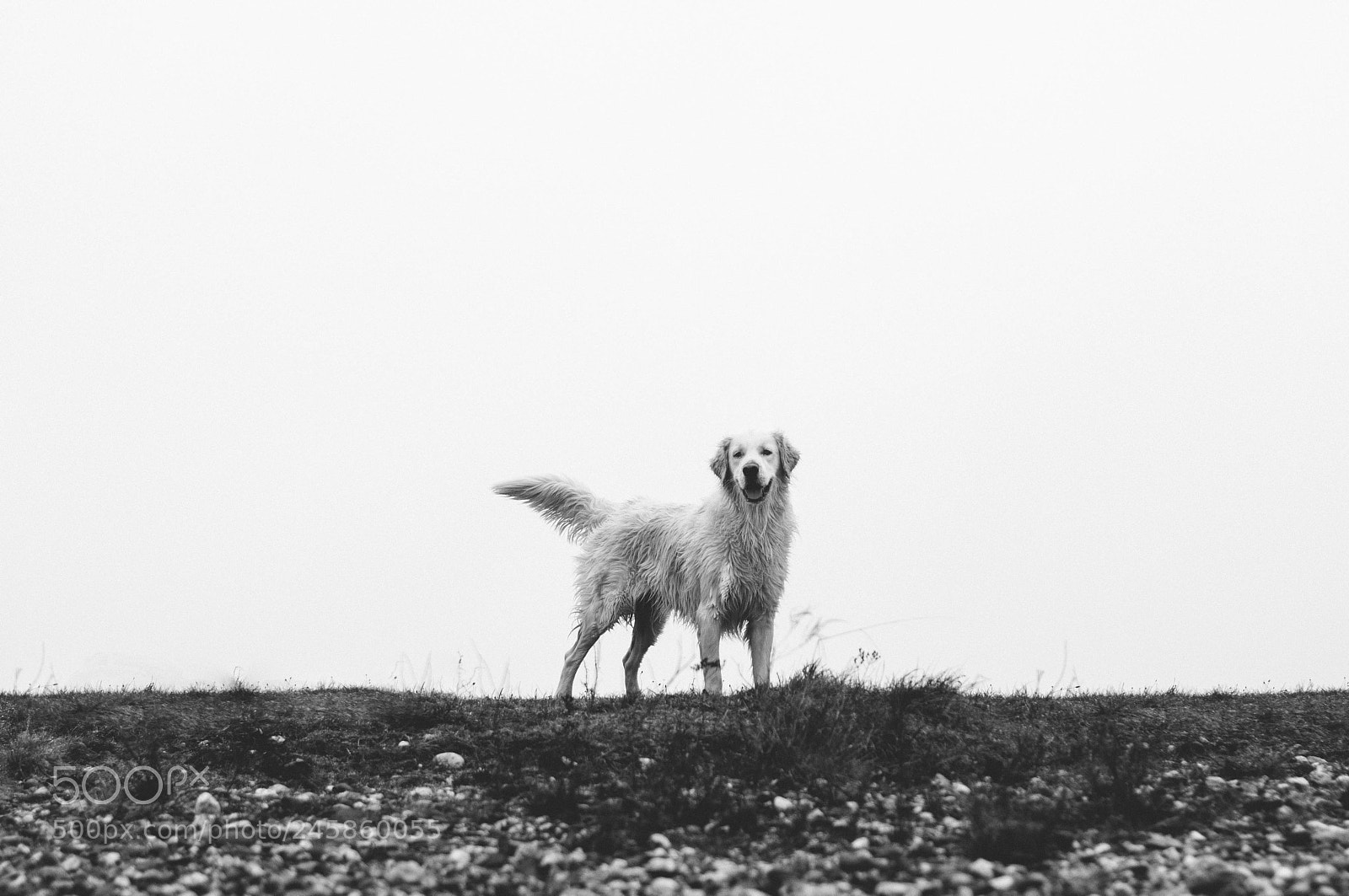 Nikon D300S sample photo. Fish dog photography