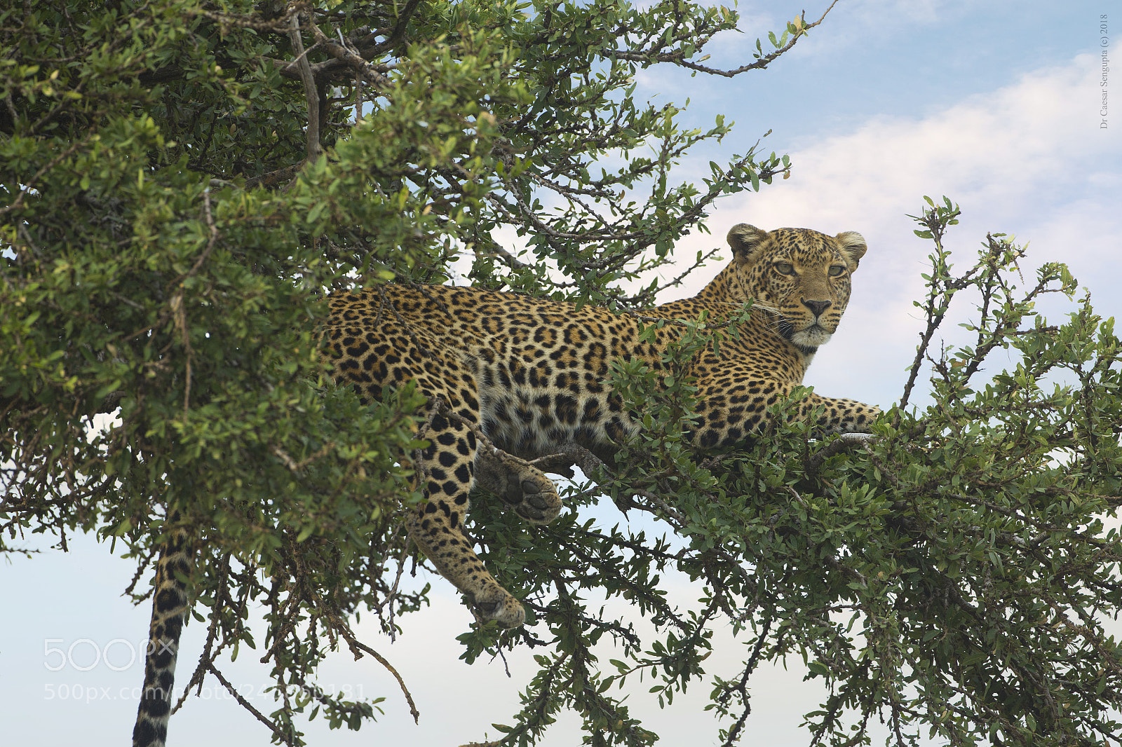 Canon EOS-1D X sample photo. Leopard on tree mm photography